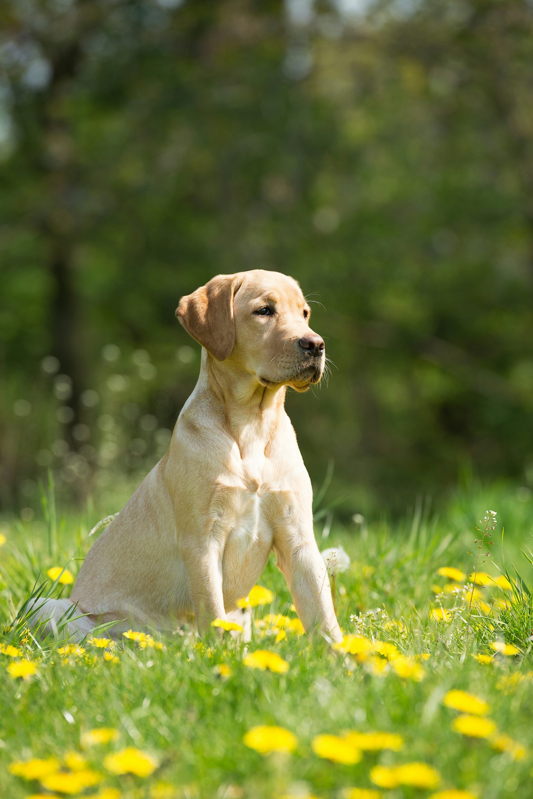 Online Vet in Roseville CA