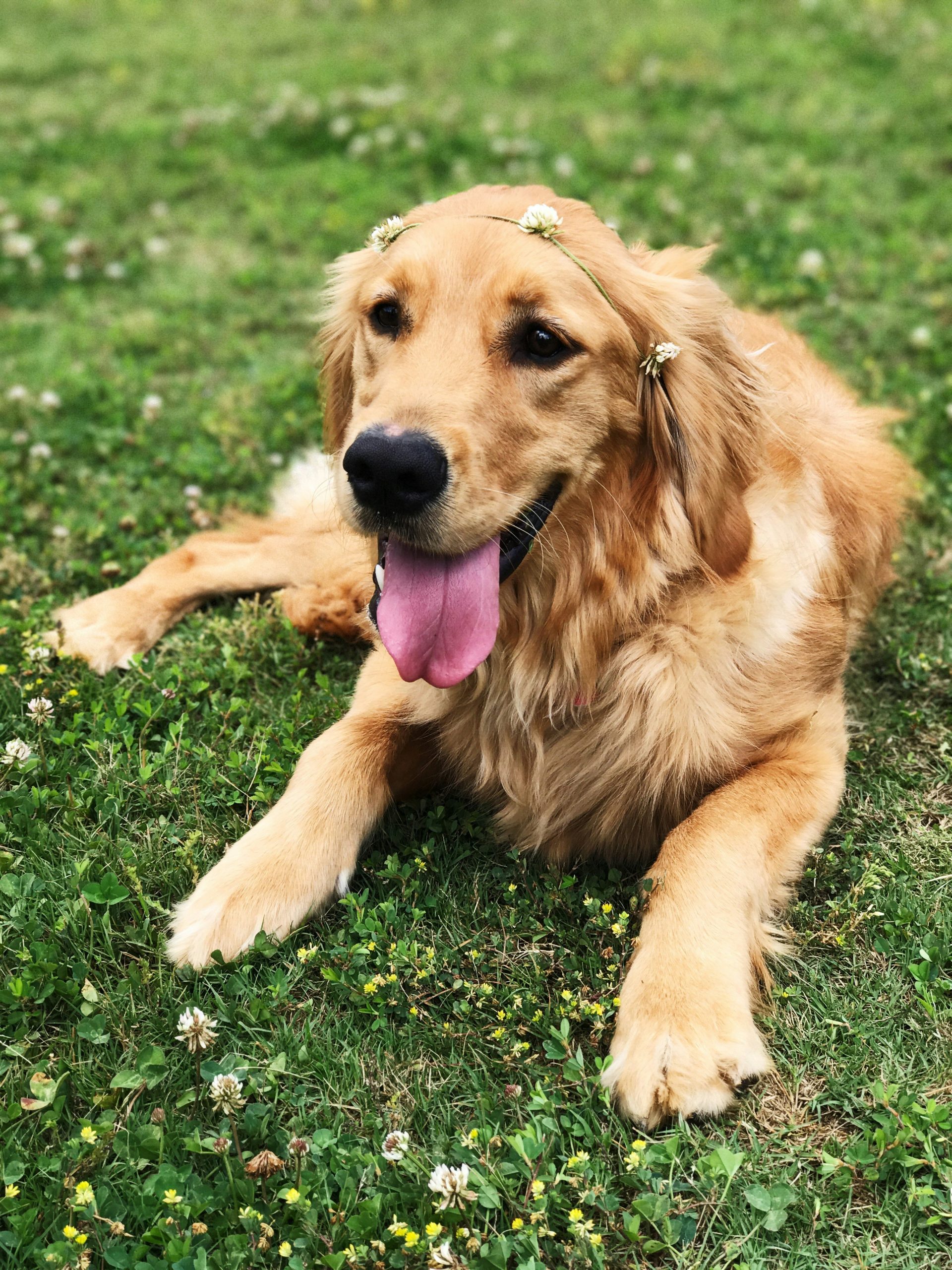 Online Vet in Rockford IL