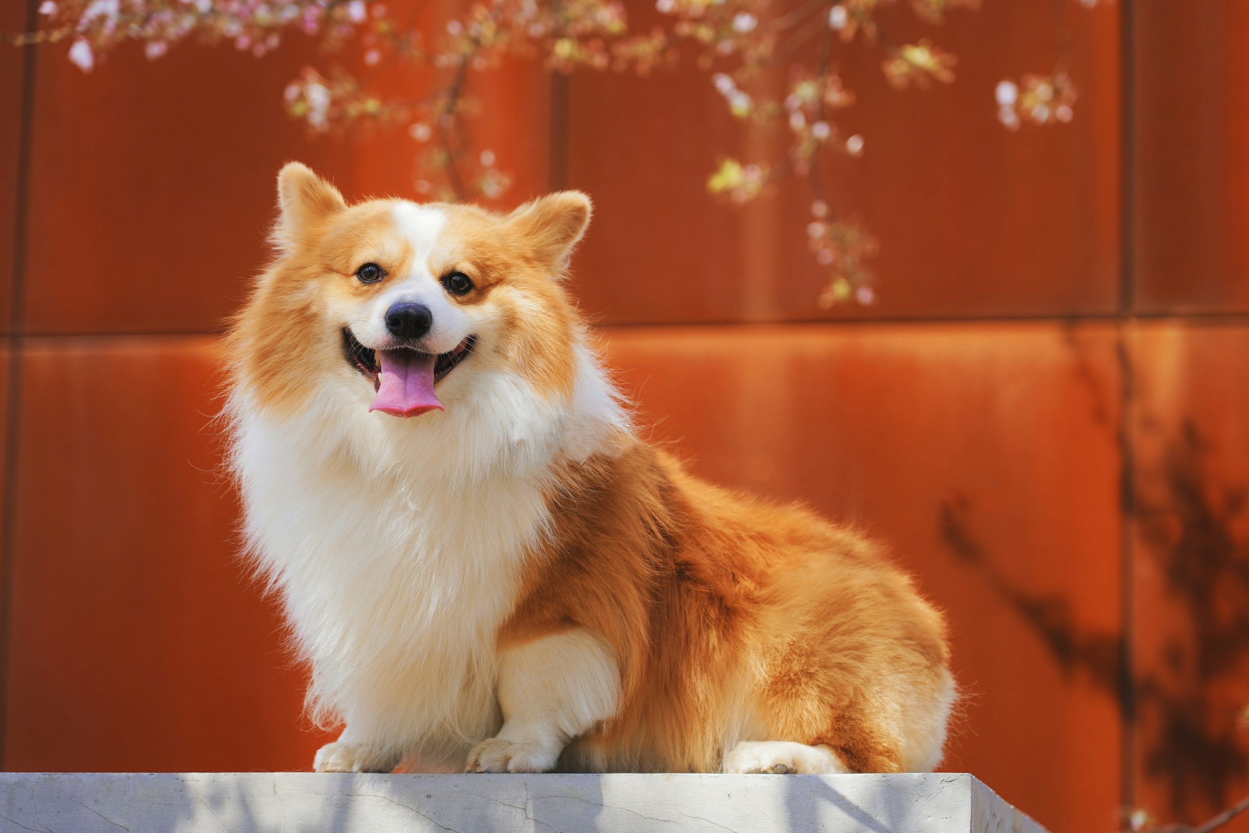 Online Vet Lakewood NJ