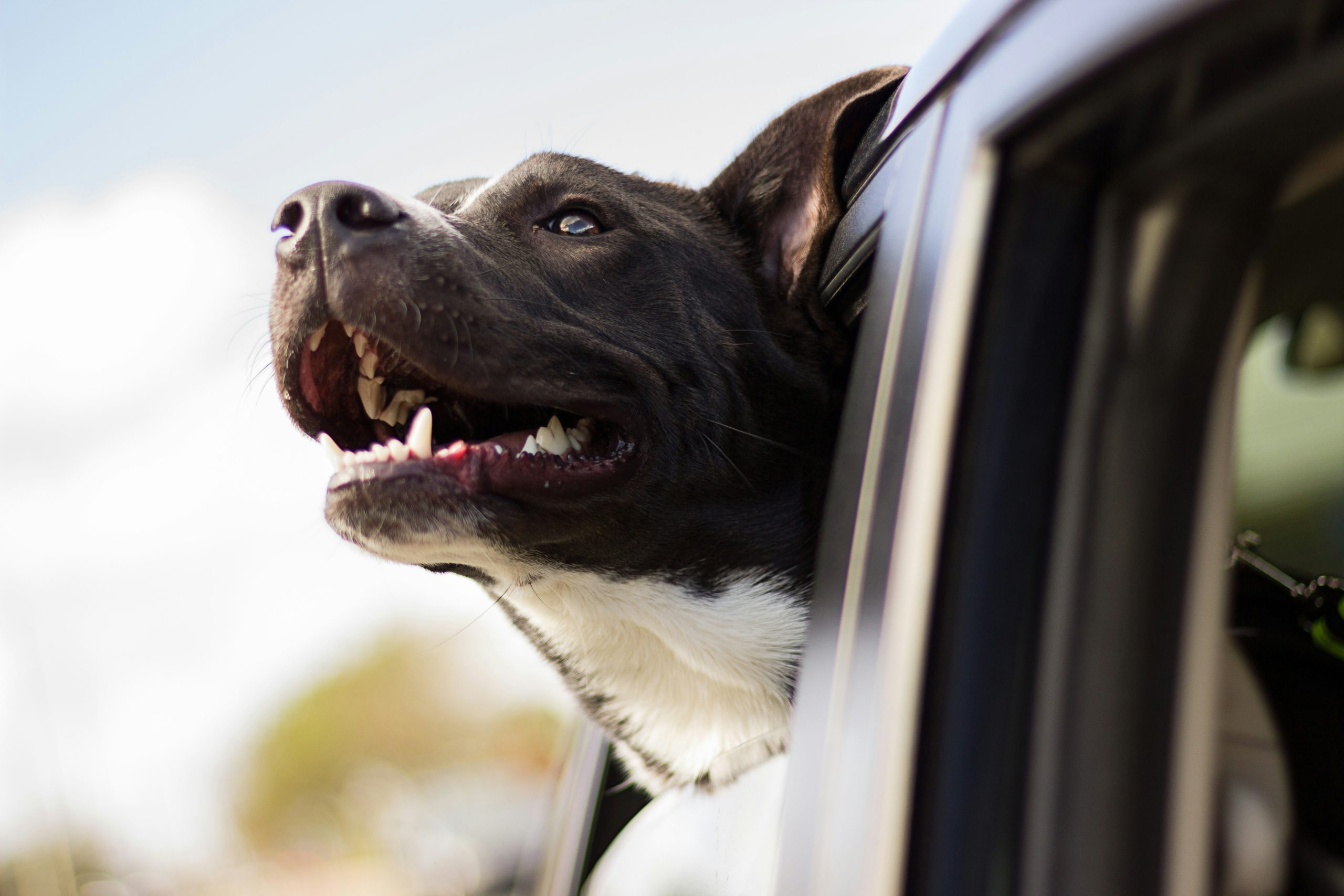 Online Vet West Valley City UT
