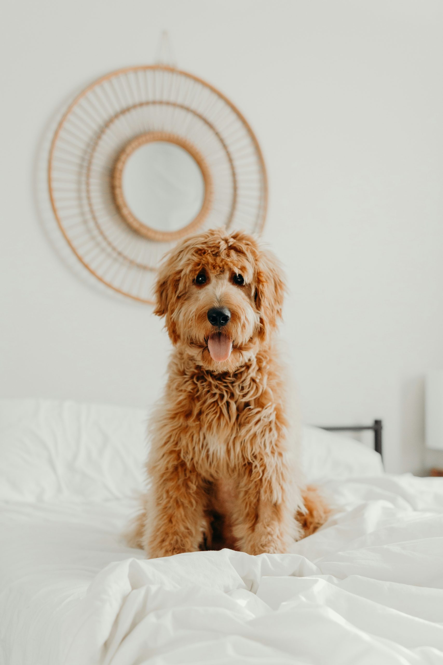 Online Vet Warren MI