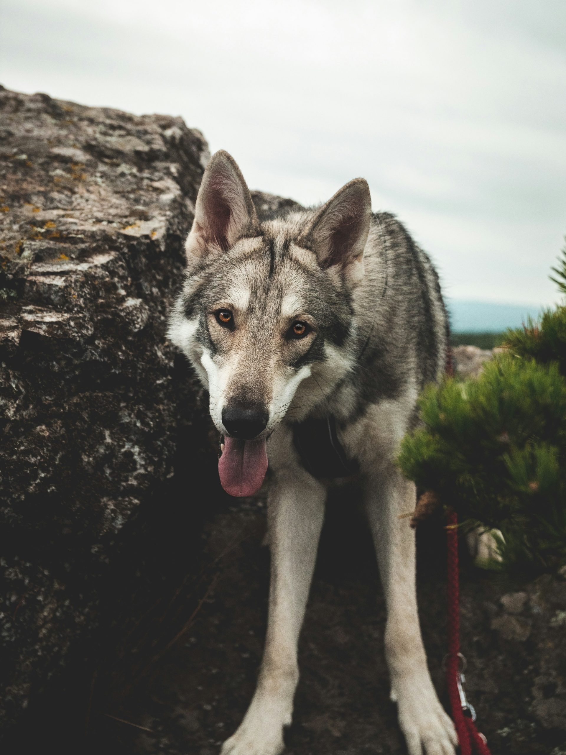 Online Vet Visalia CA