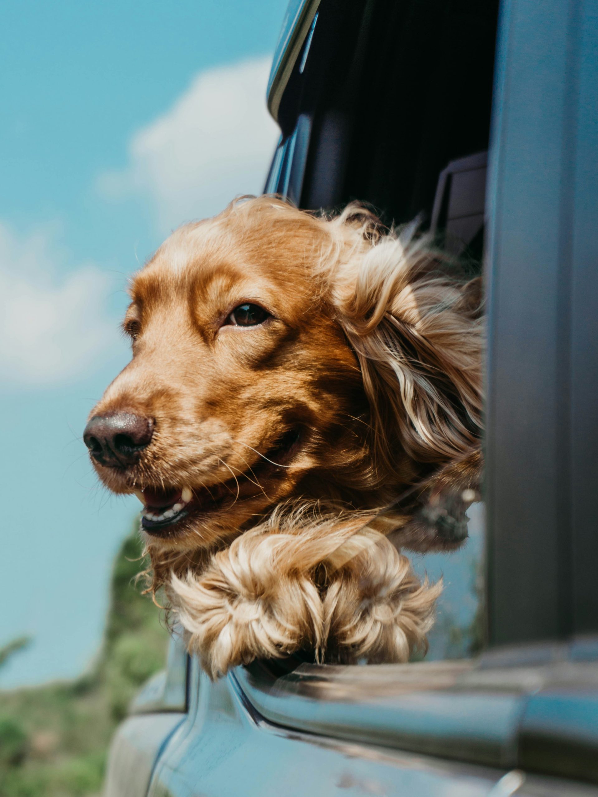 Online Vet West Valley City UT