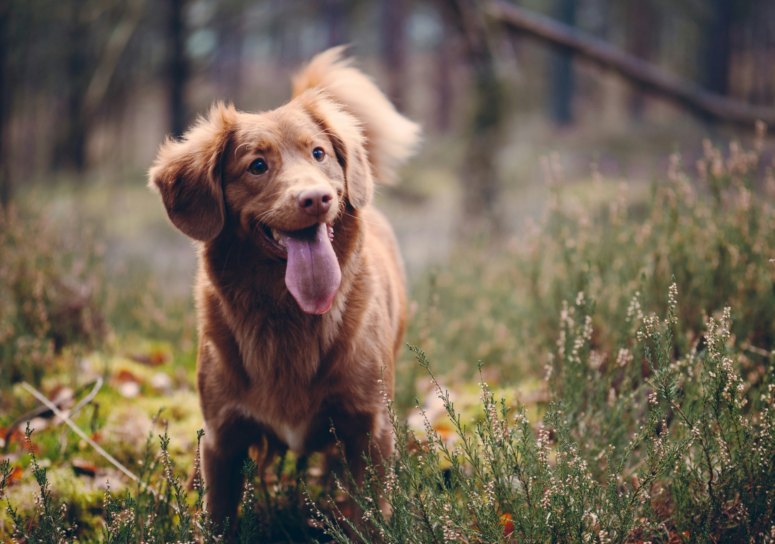 Online Vet Warren MI