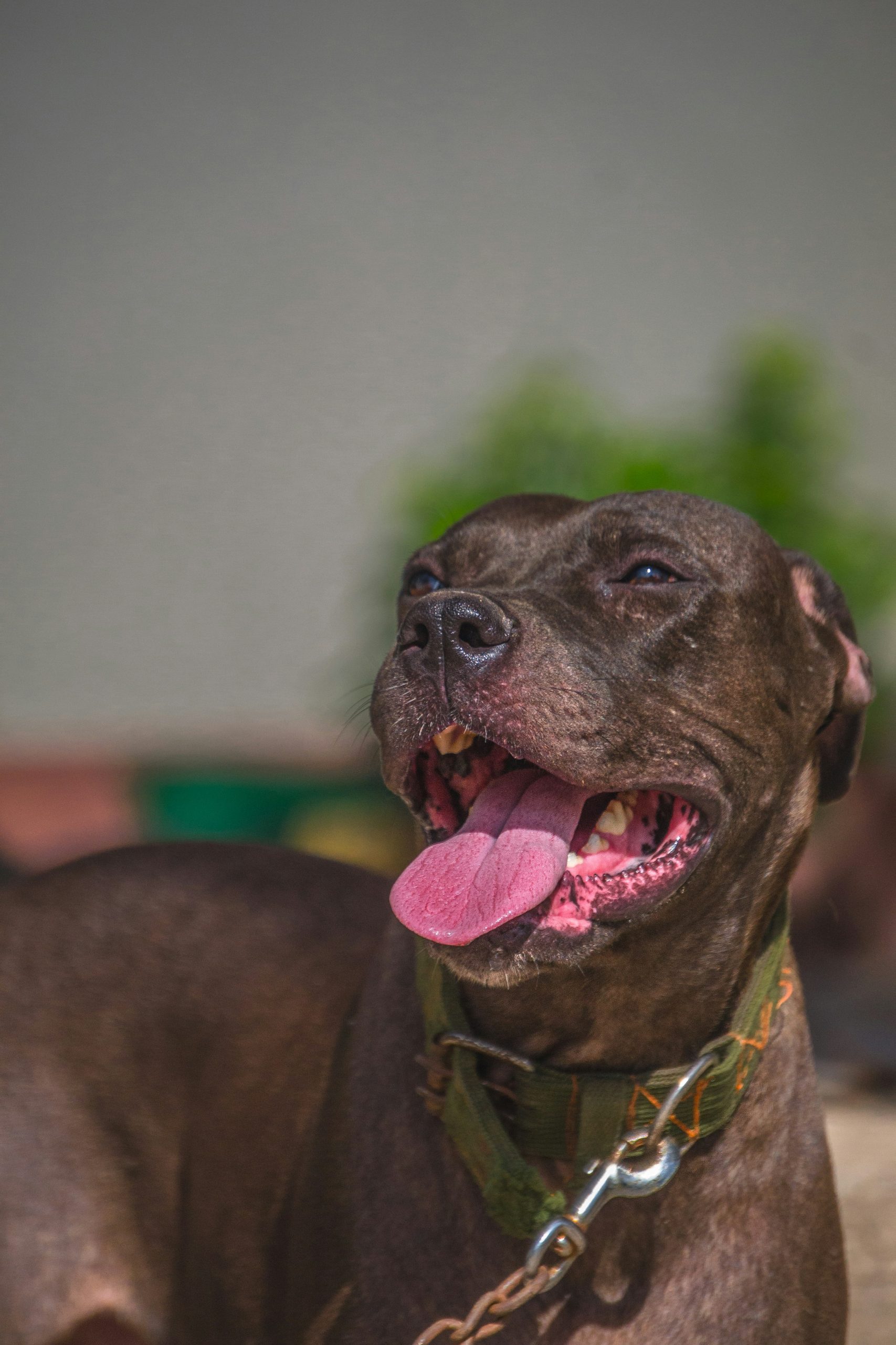 Online Vet Gainesville FL