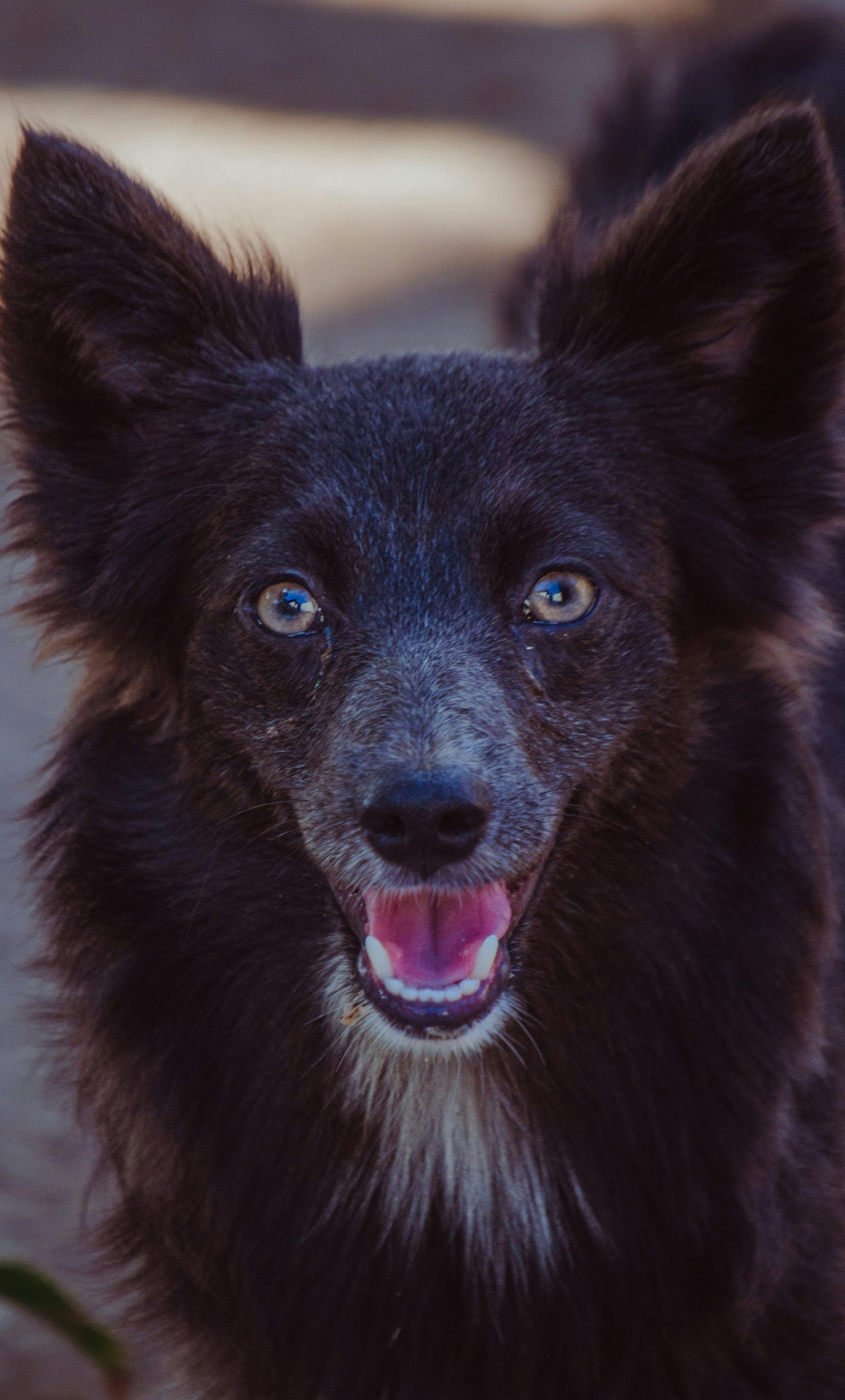Online Vet Waco TX