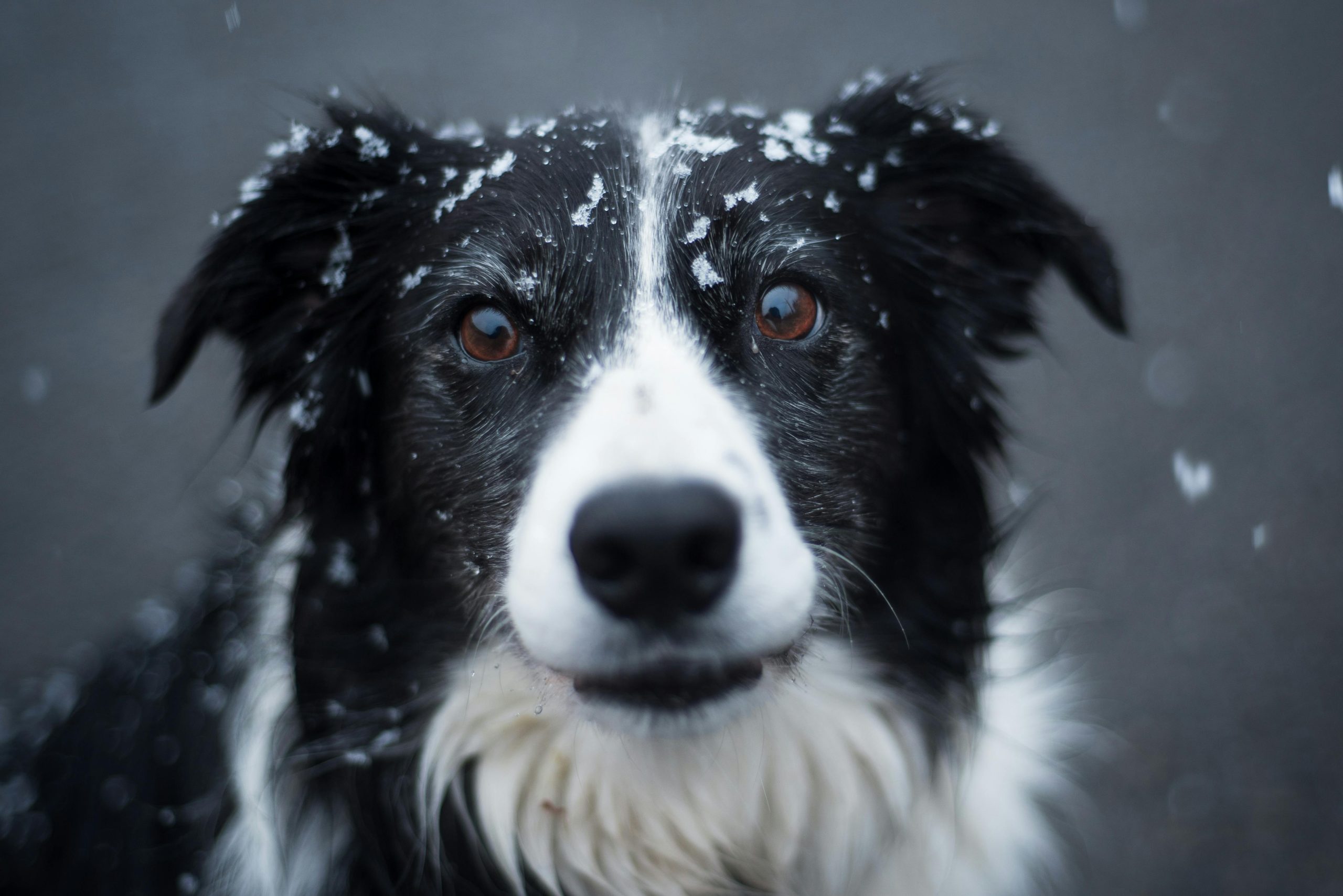 Online Vet Gainesville FL