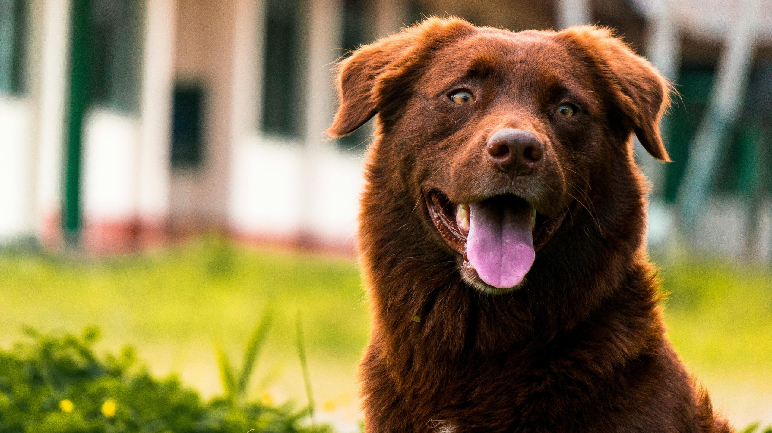Online Vet Waco TX