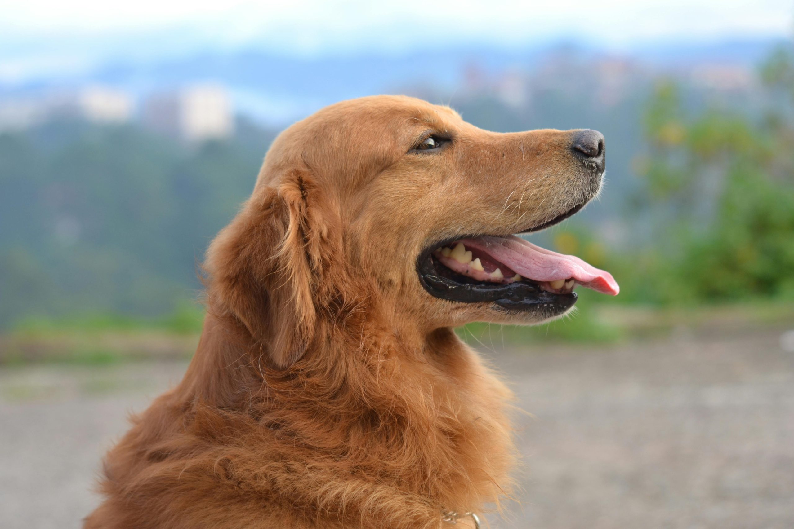 Online Vet Hampton VA
