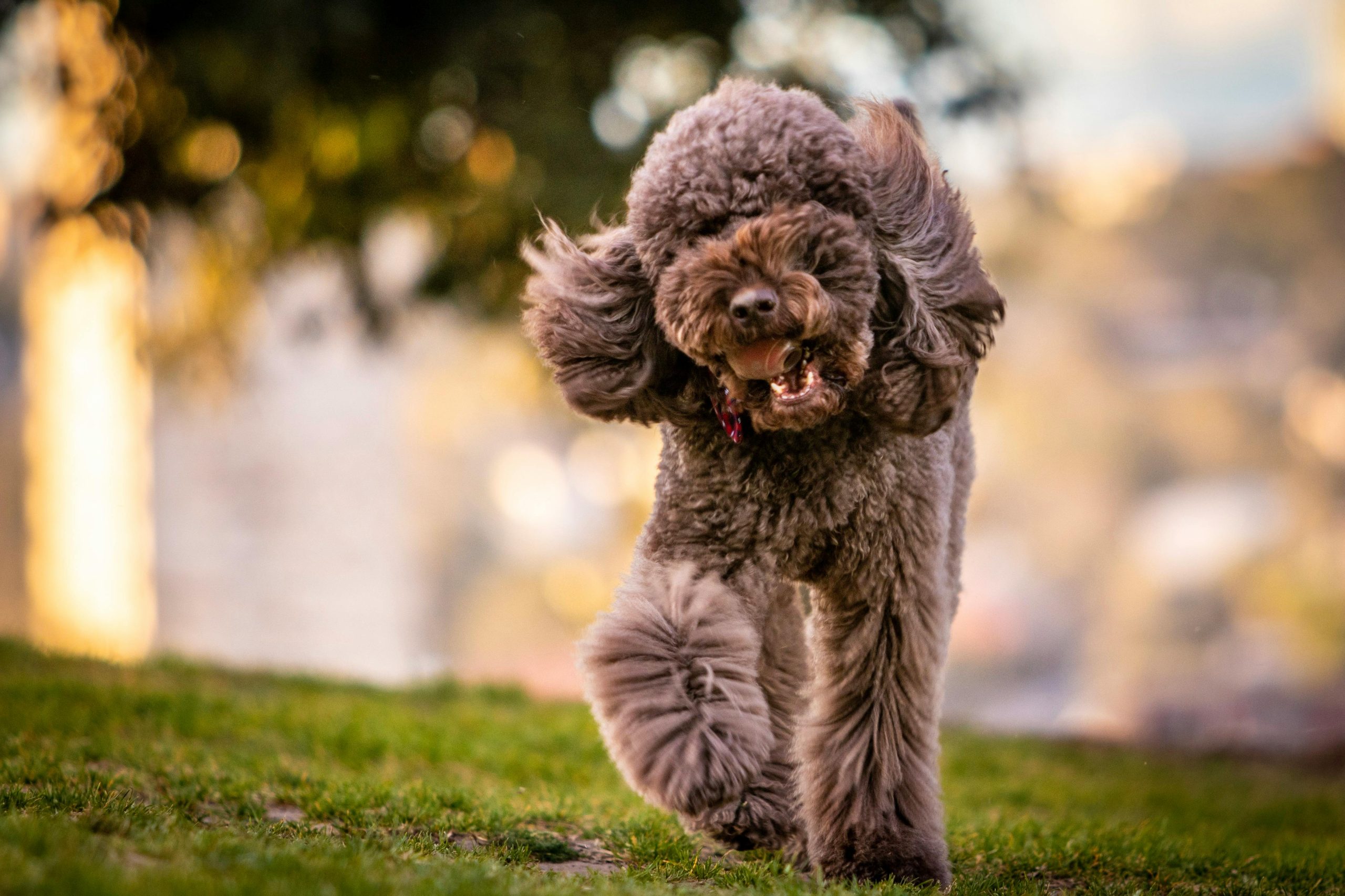 Online Vet Gainesville FL