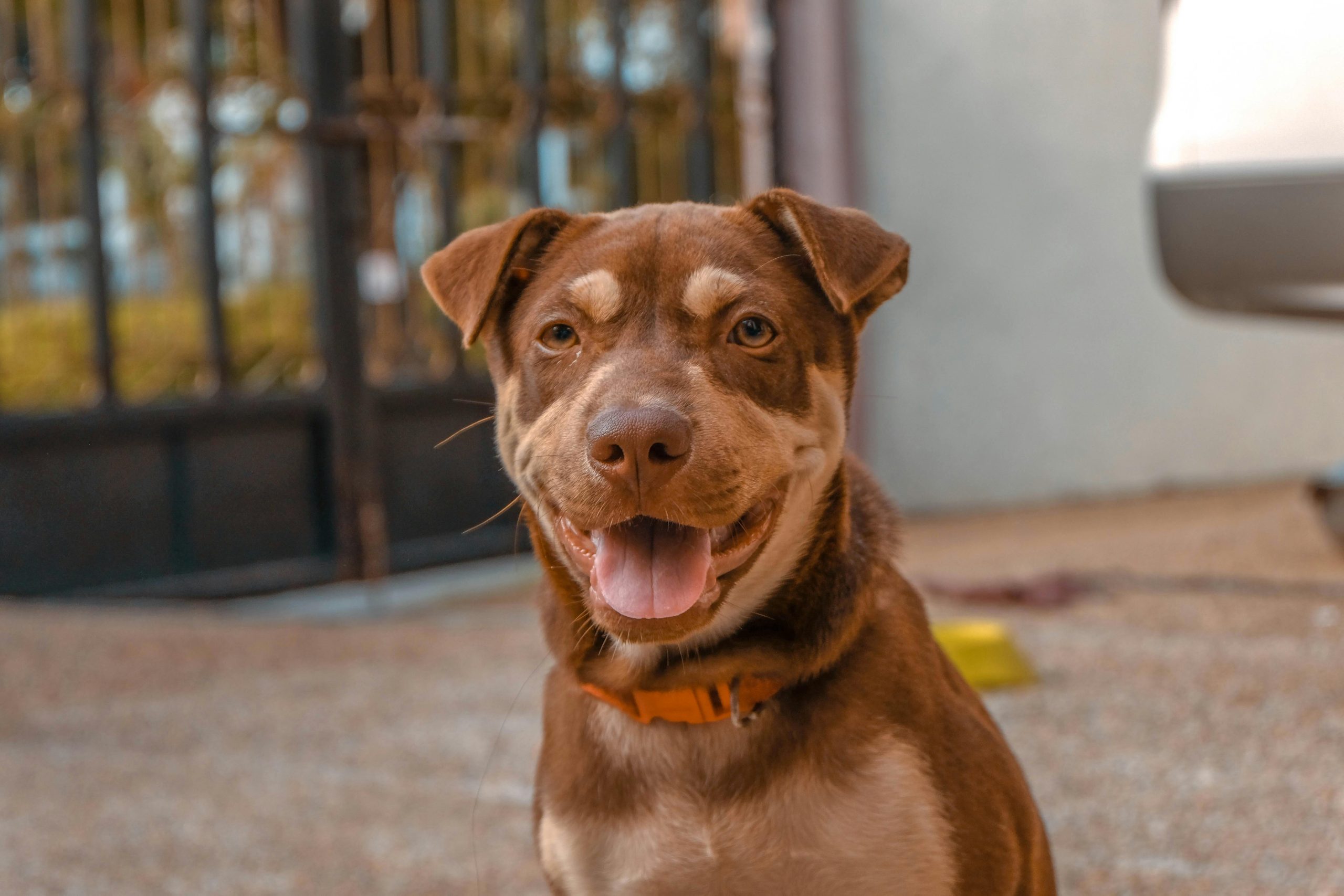 Online Vet Waco TX