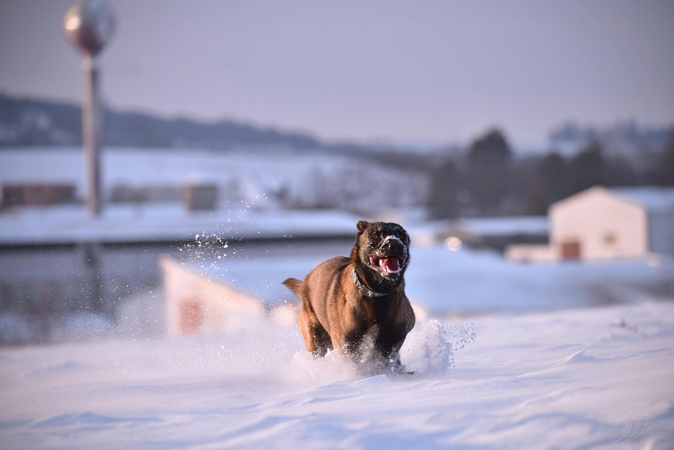 Online Vet Visalia CA