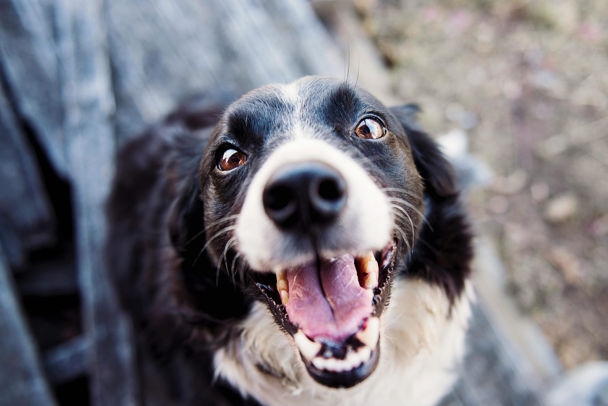 Online Vet Thornton CO