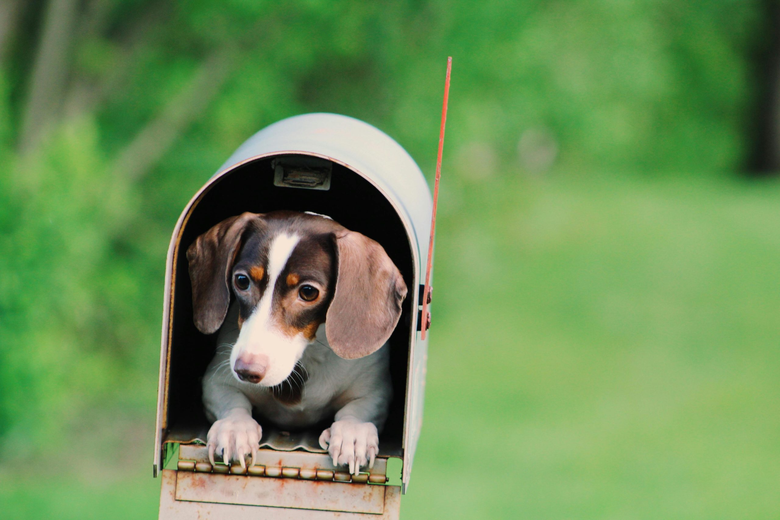 Online Vet Visalia CA
