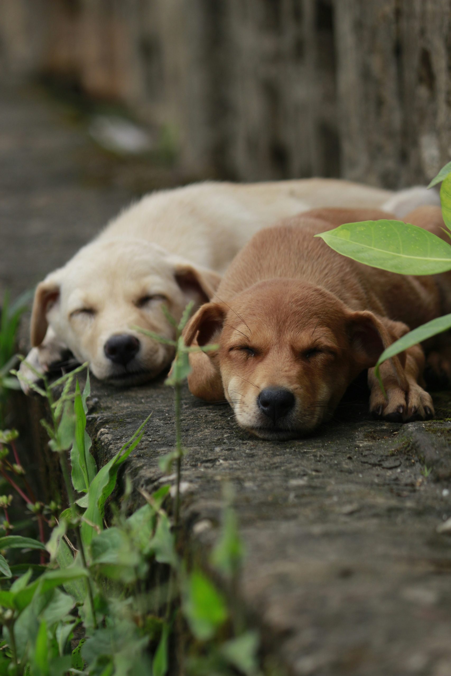 Online Vet Hampton VA