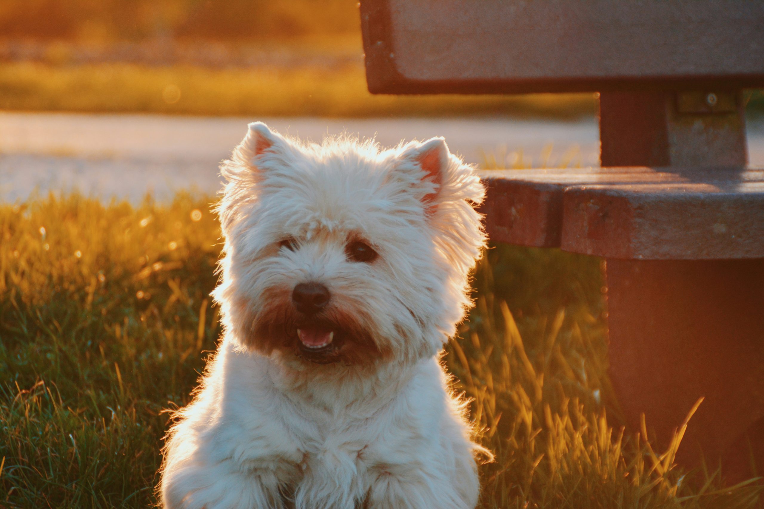 Online Vet Warren MI