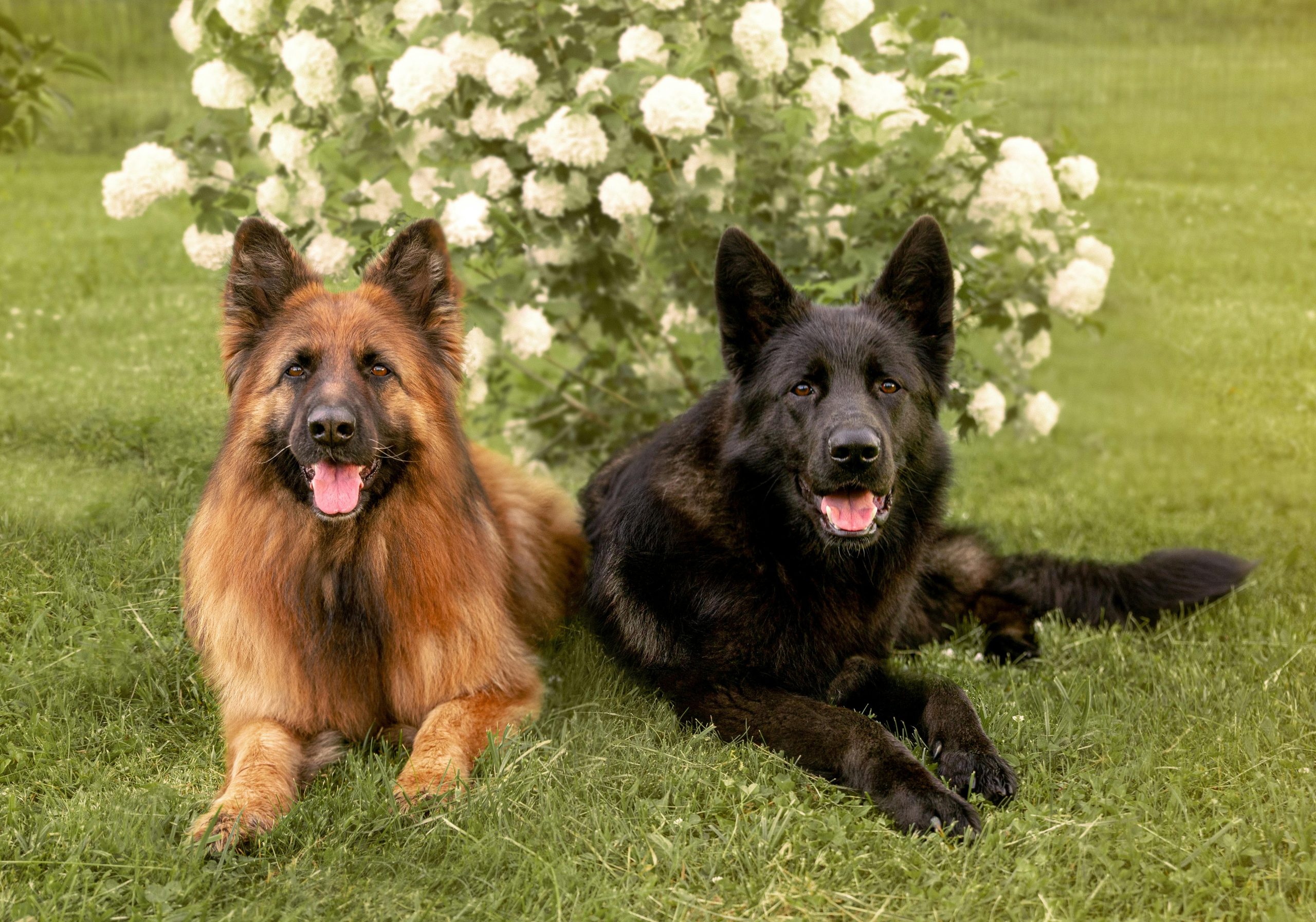 Online Vet Abilene TX