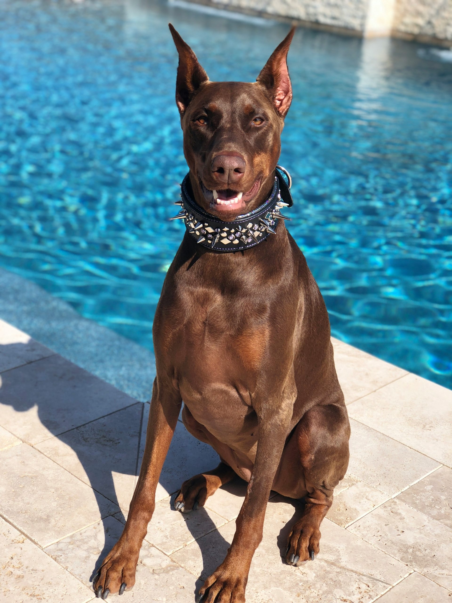 Online Vet Abilene TX