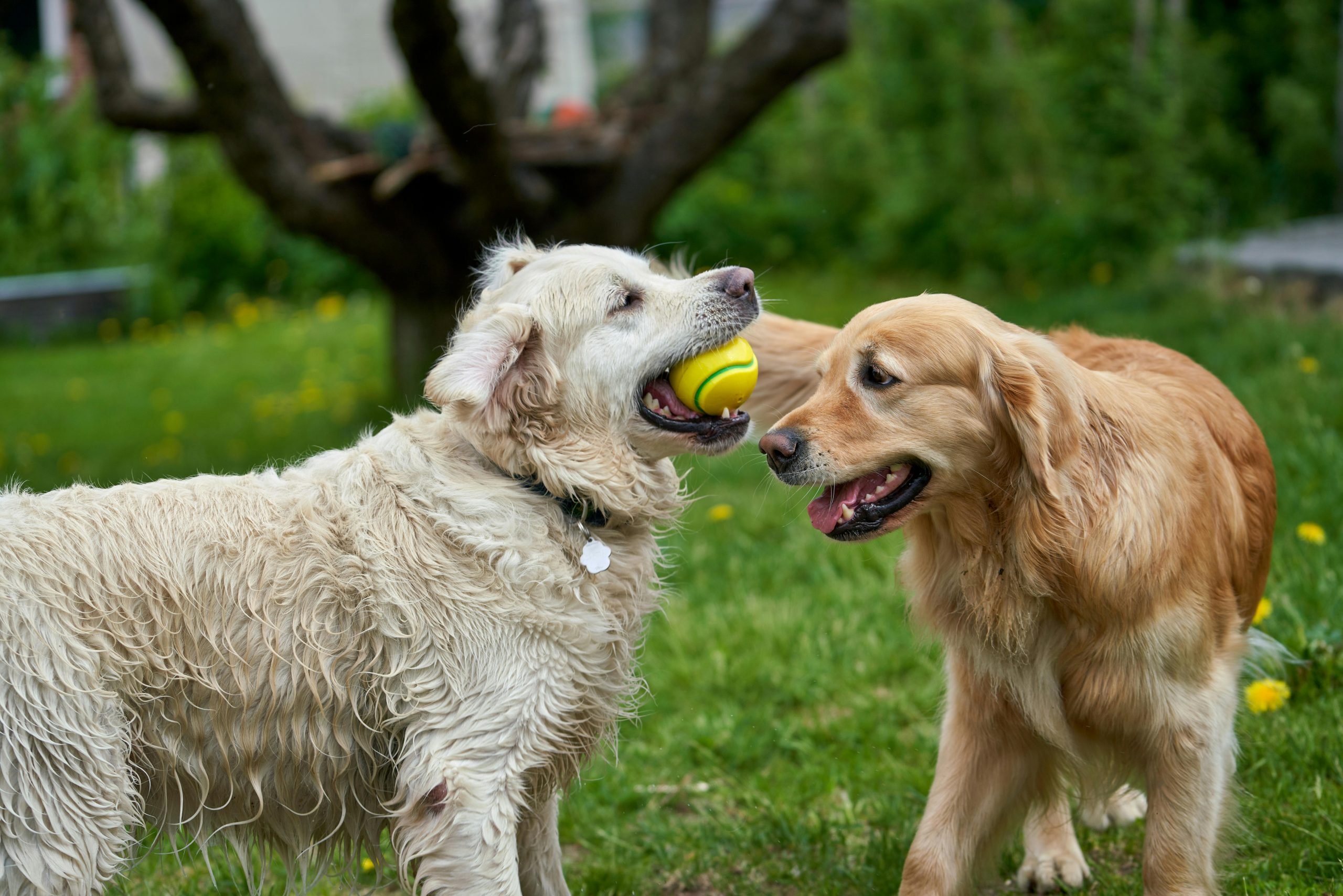 Online Vet Abilene TX