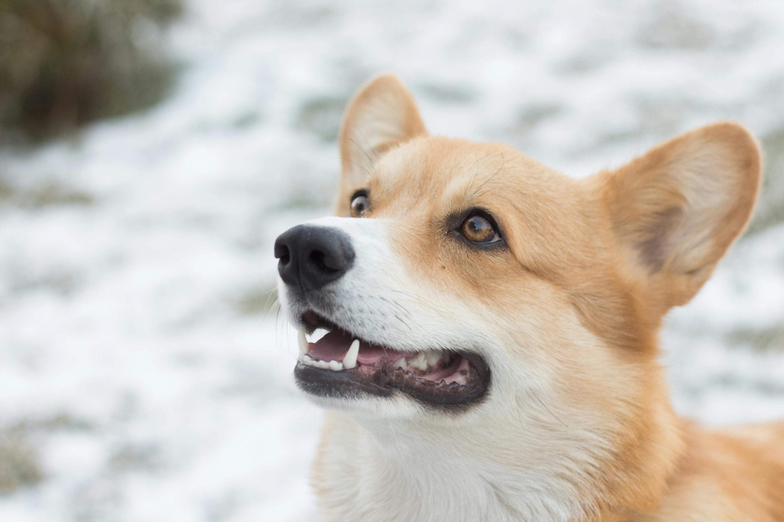 Online Vet Allentown PA