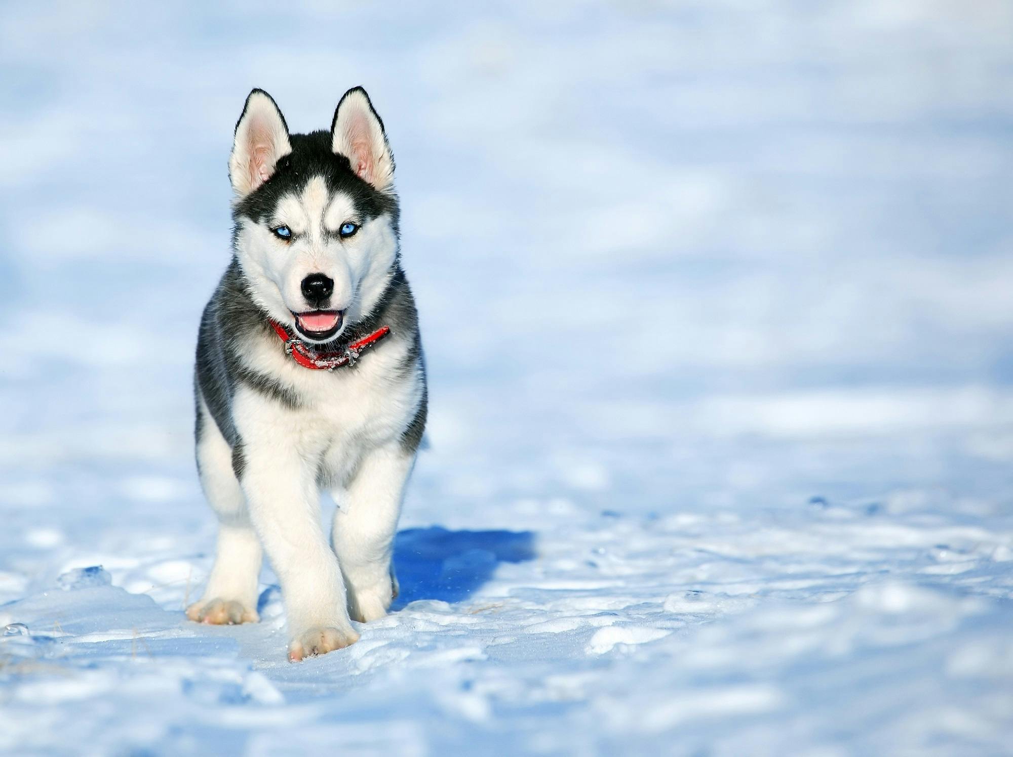 Online Vet Arvada CO