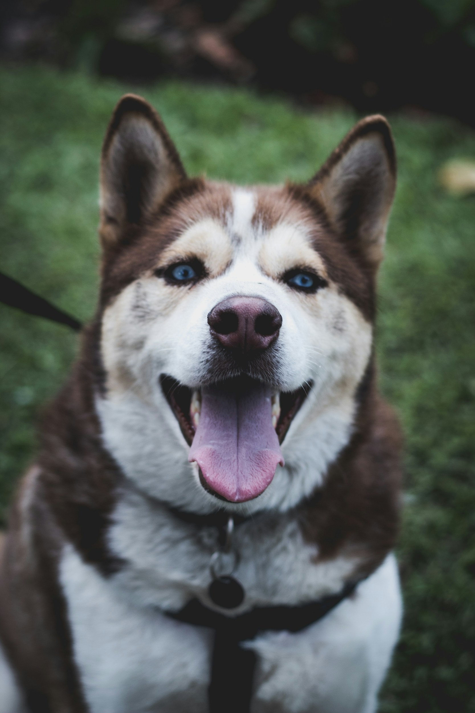 Online Vet Arvada CO
