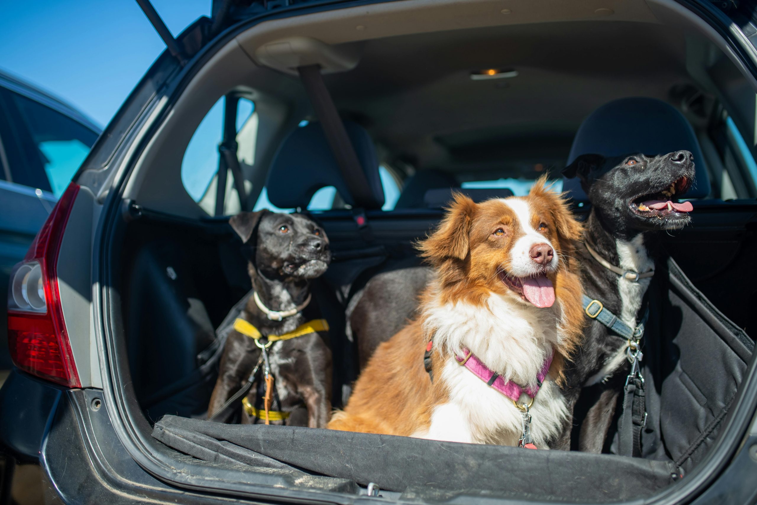 Online Vet Arvada CO
