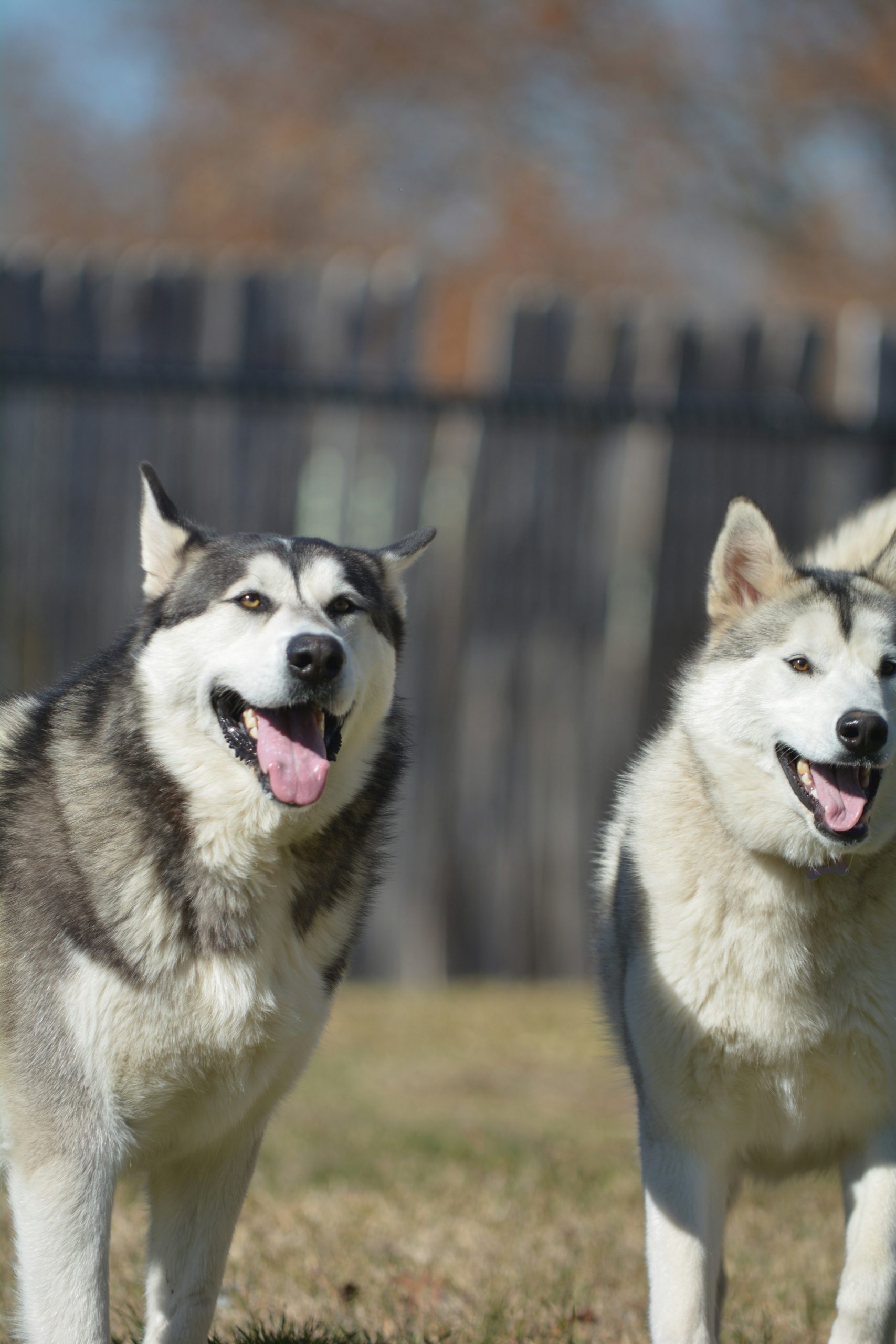 Online Vet Athens GA