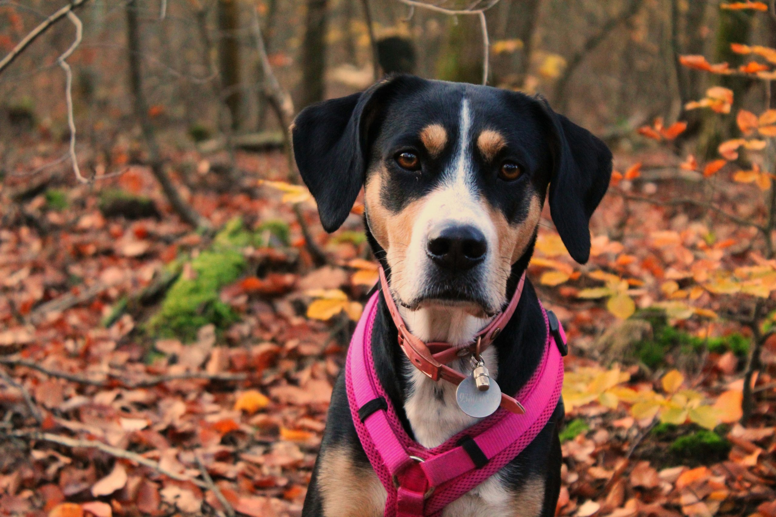 Online Vet Athens GA