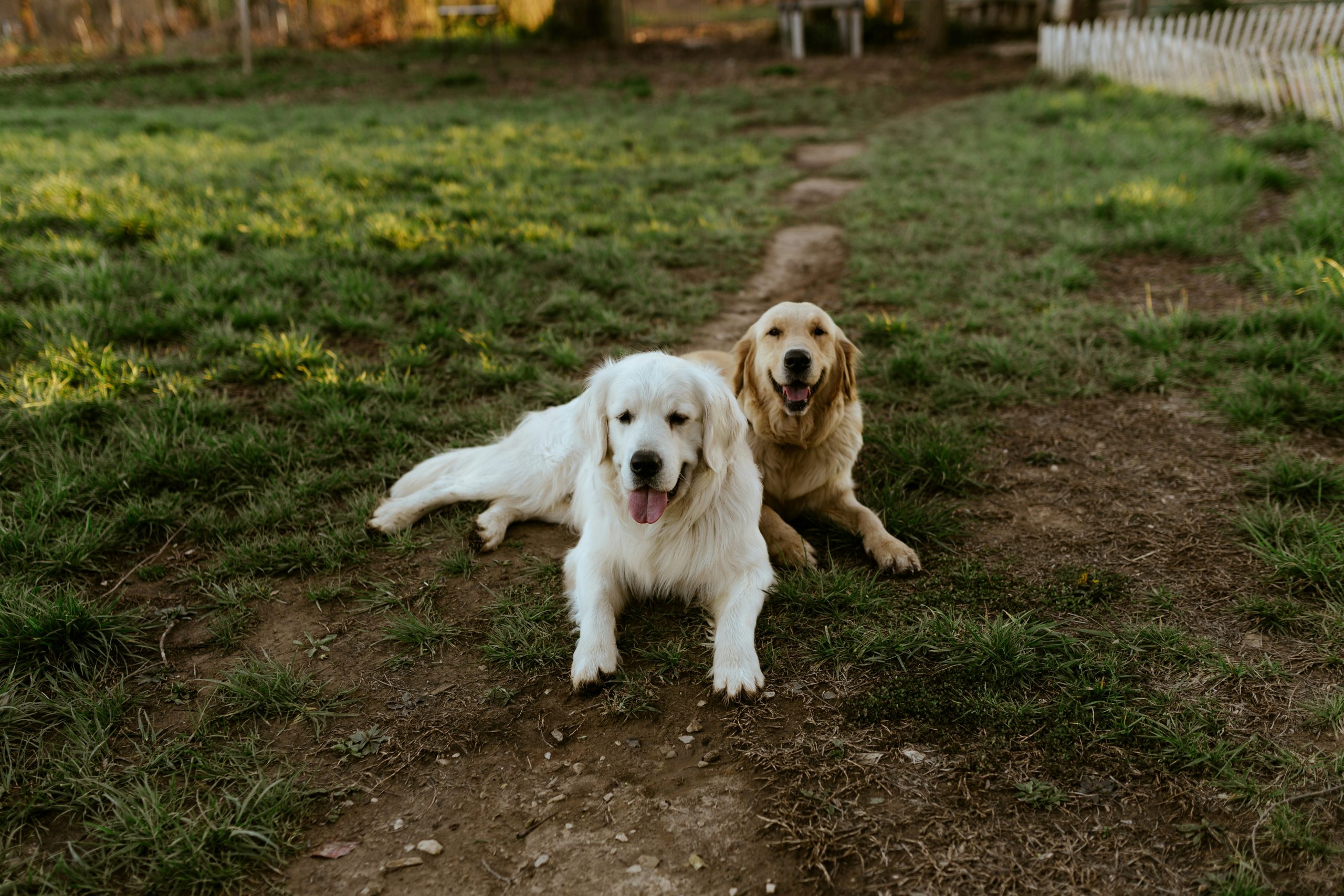 Online Vet Athens GA