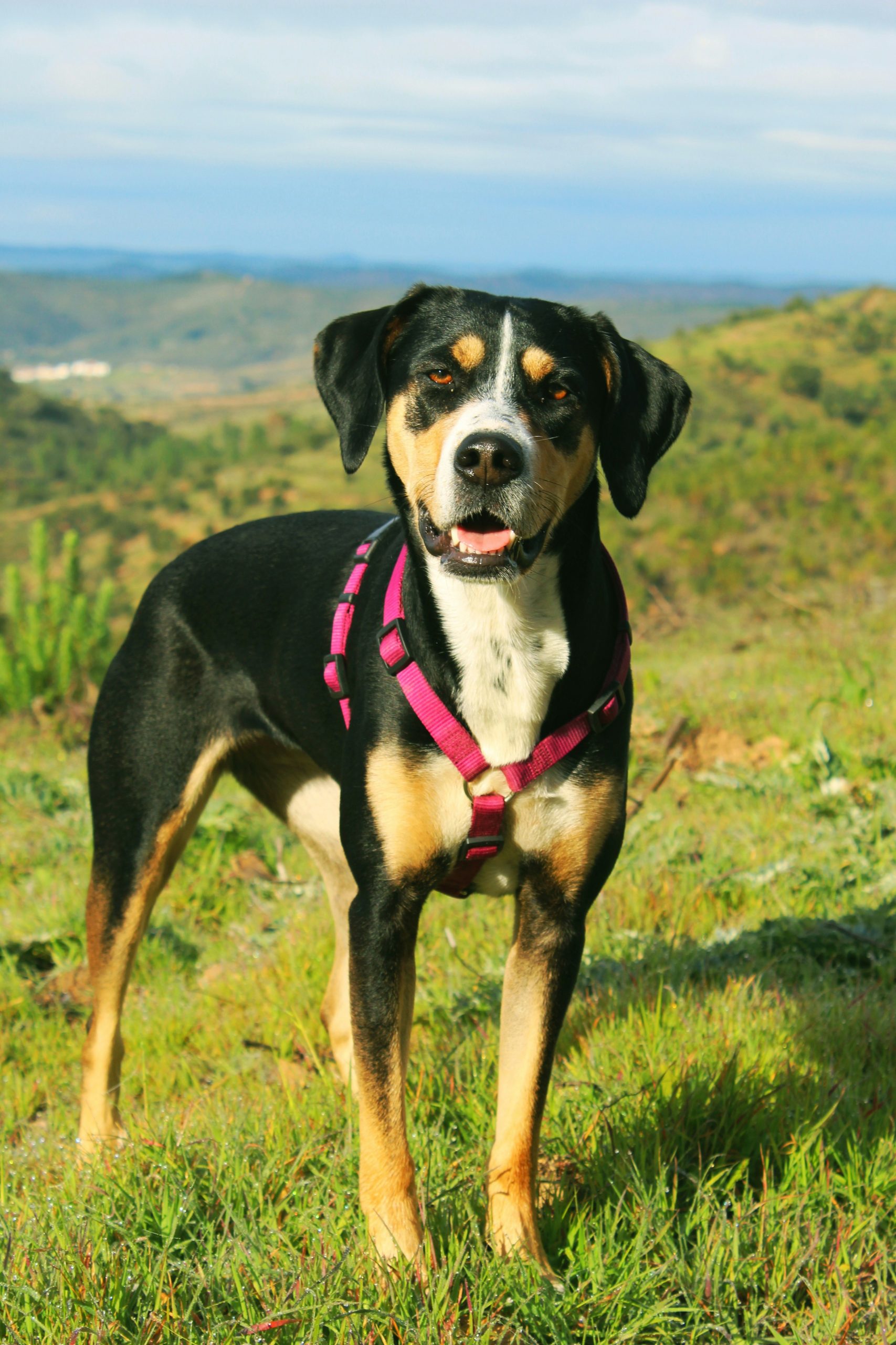 Online Vet Carrollton TX