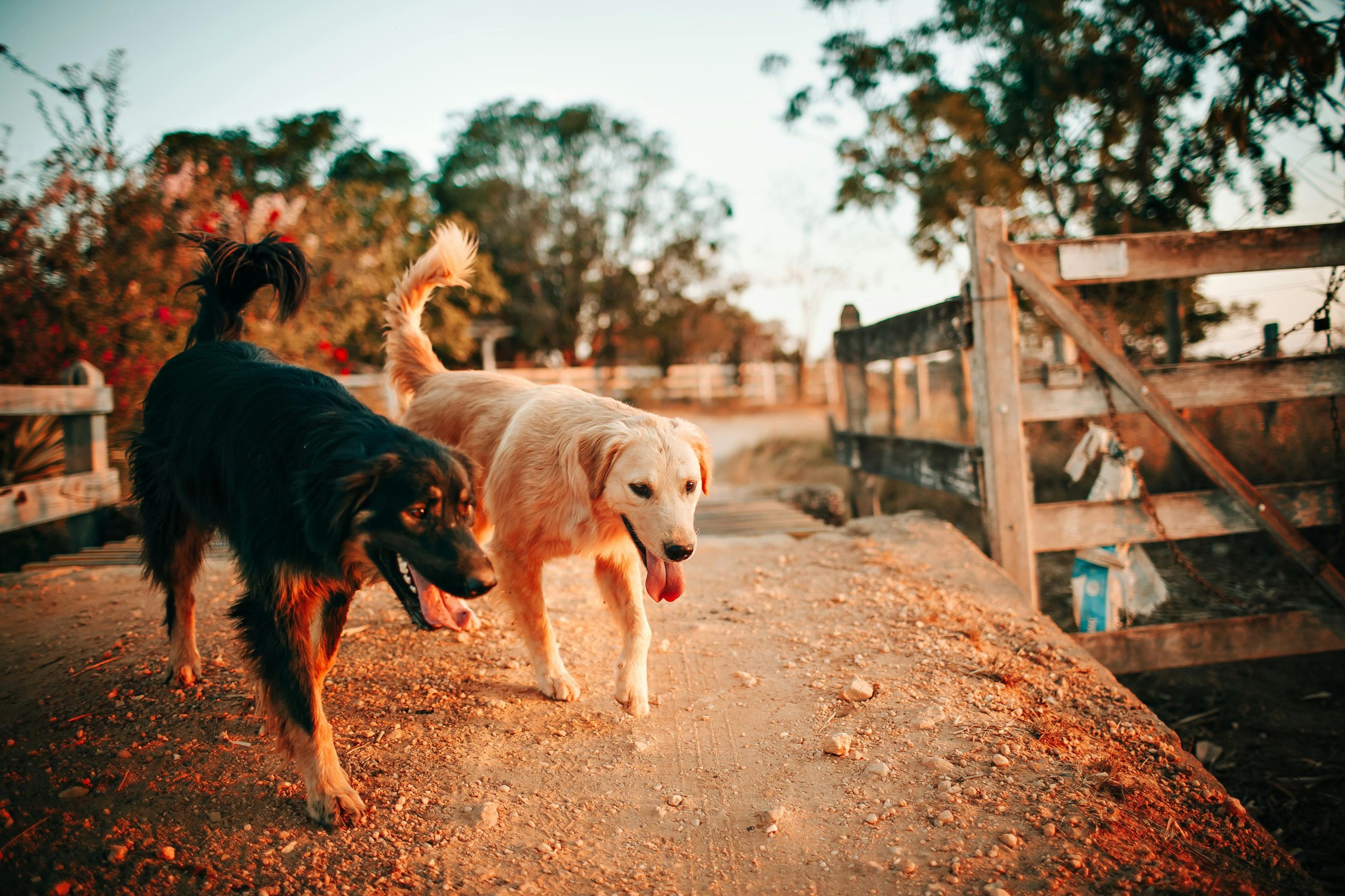 Online Vet Carrollton TX