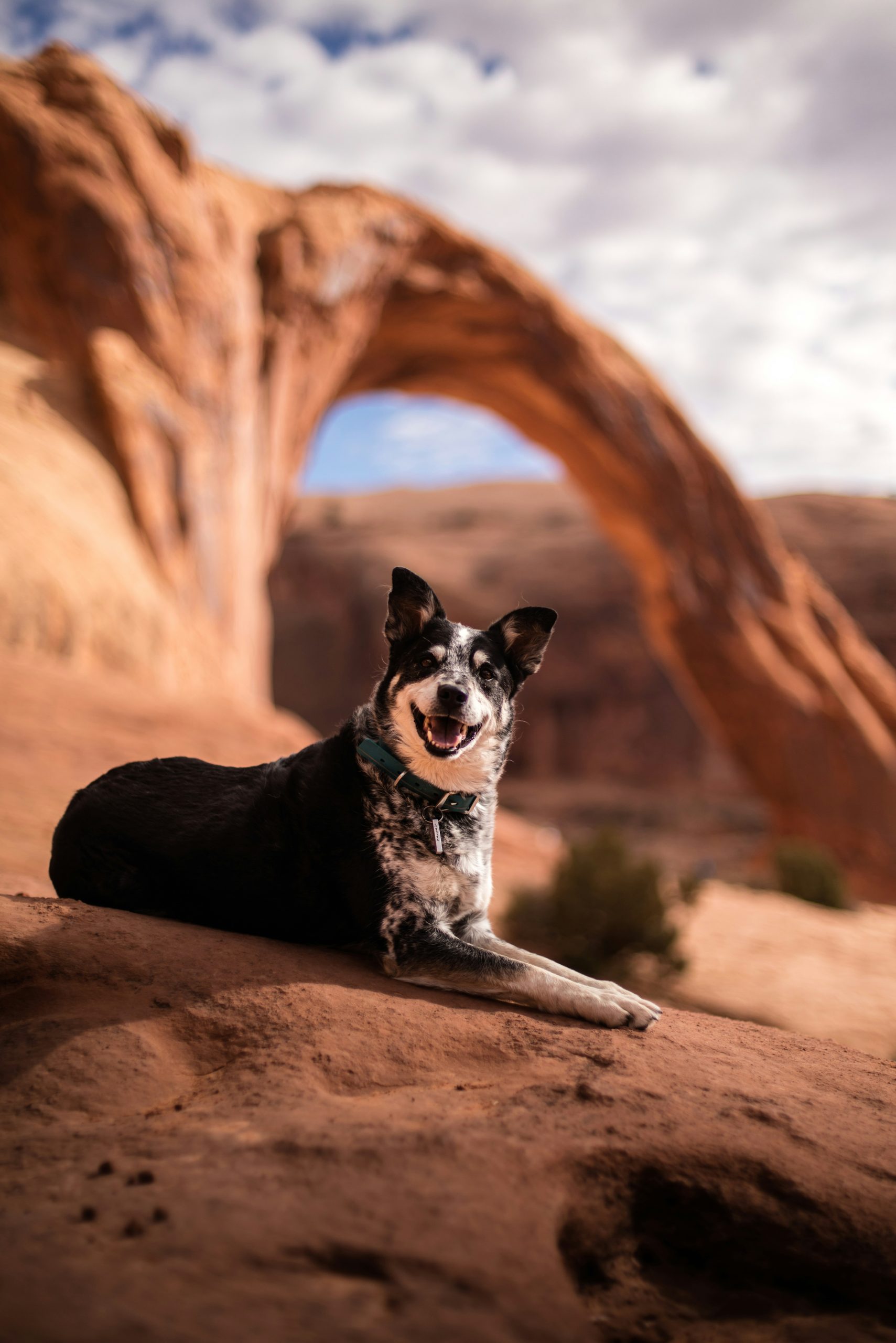 Online Vet Clovis CA
