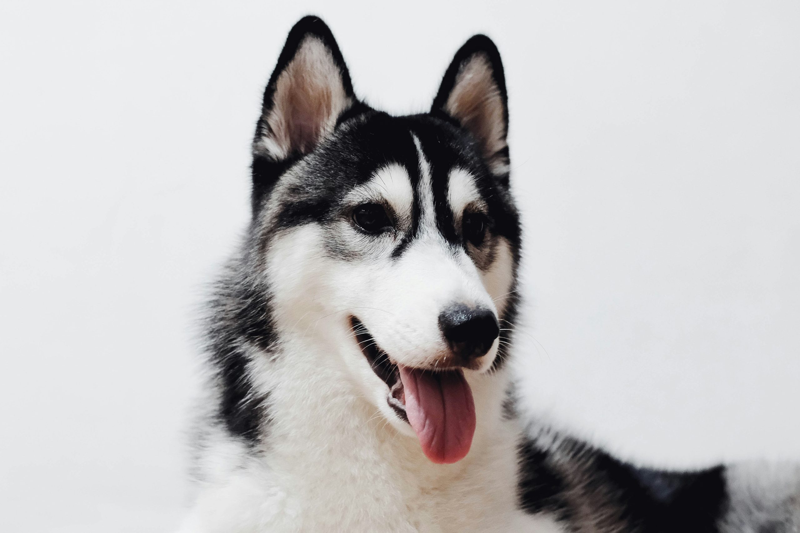 Online Vet Clovis CA
