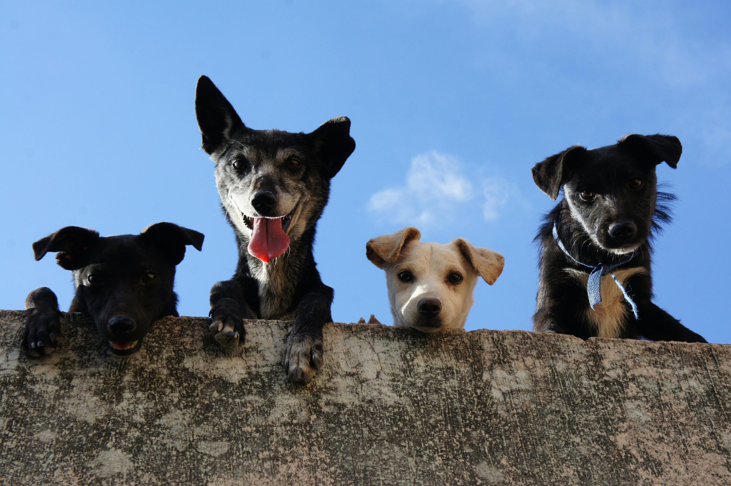 Online Vet Columbia MO