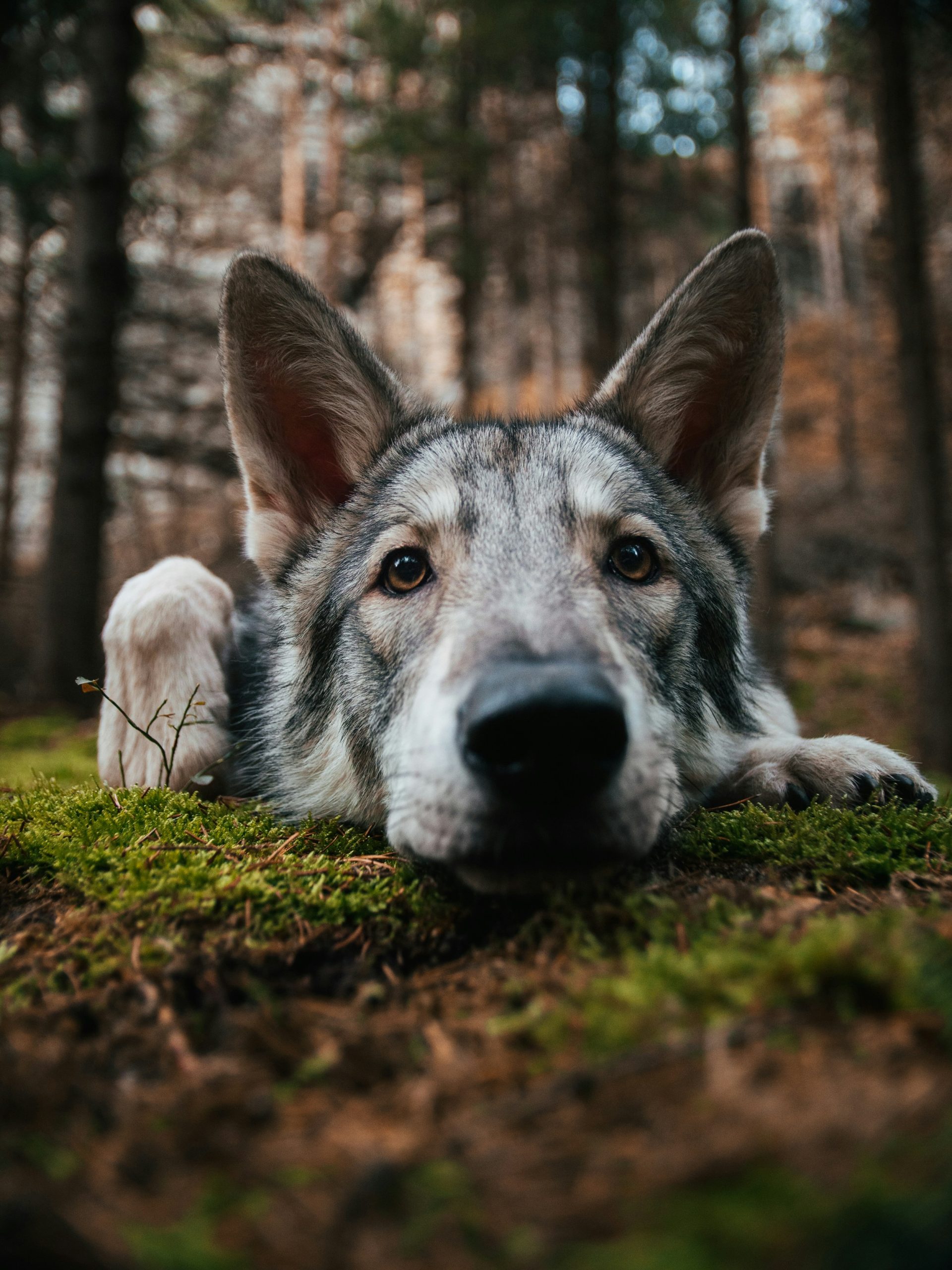 Online Vet Columbia MO