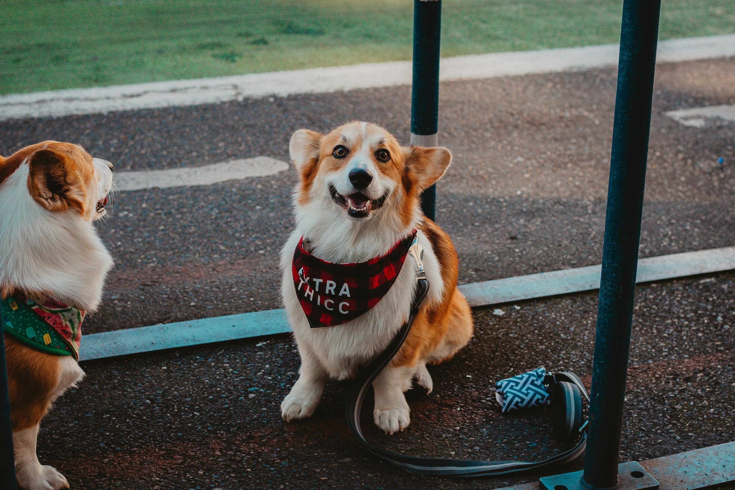 Online Vet Columbia MO