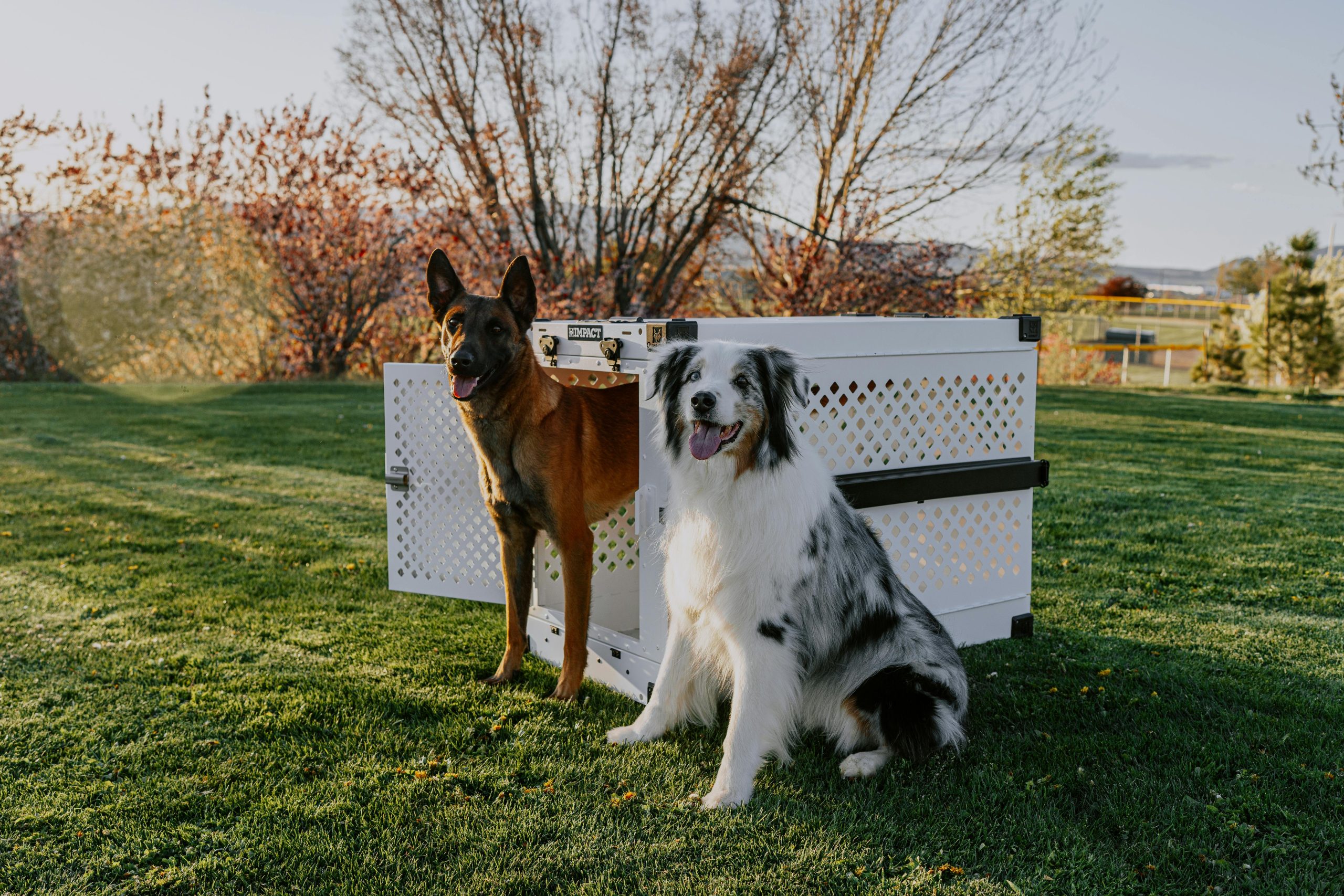Online Vet Concord CA