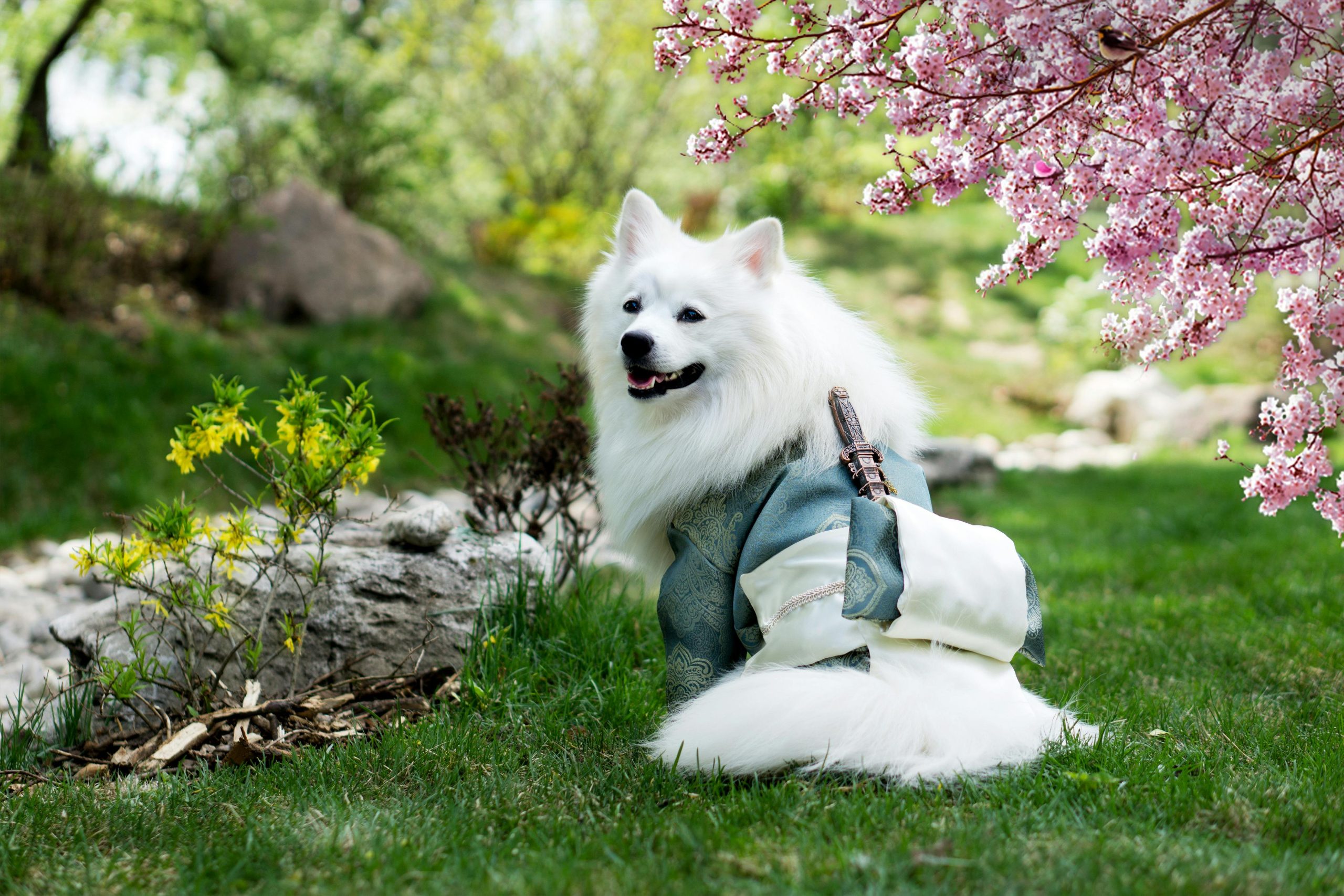 Online Vet Concord CA