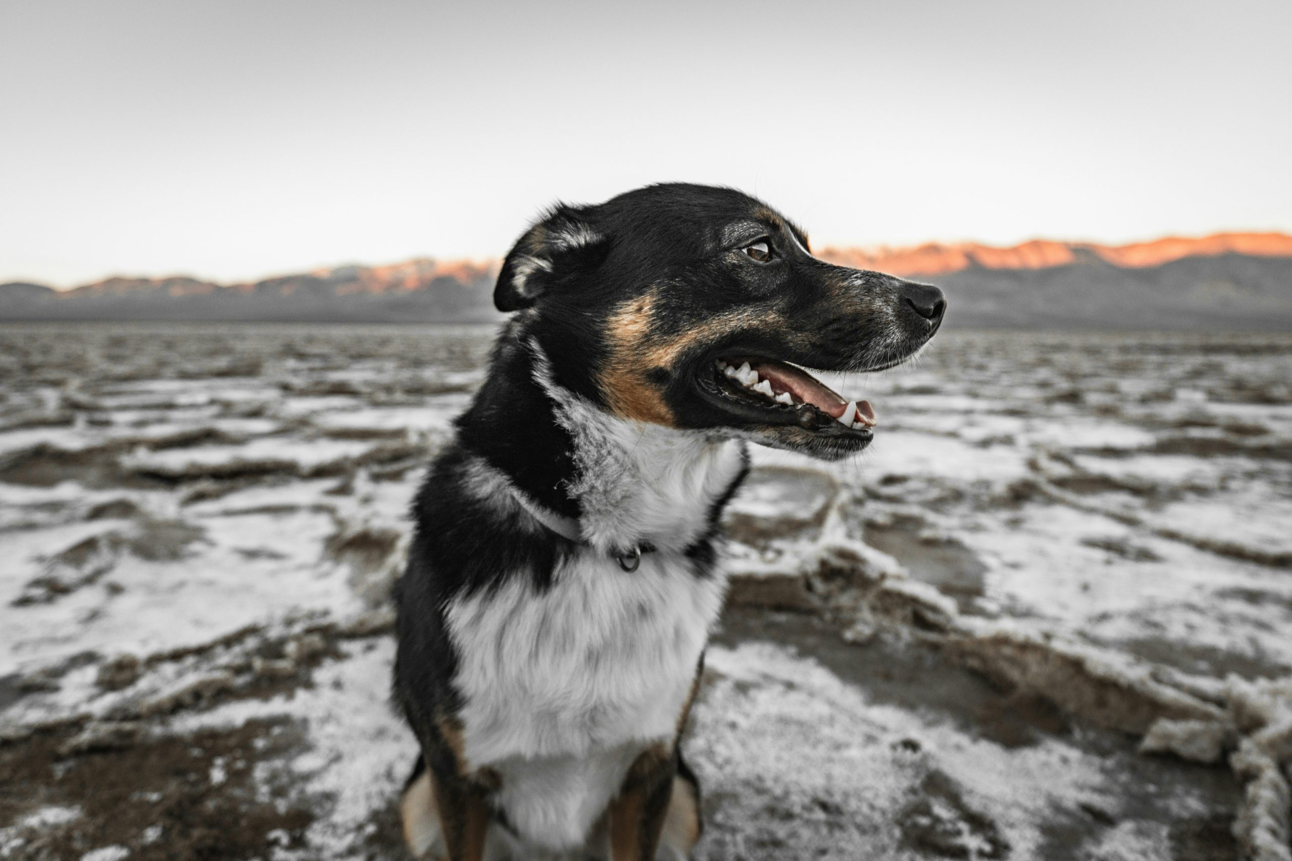Online Vet Coral Springs FL