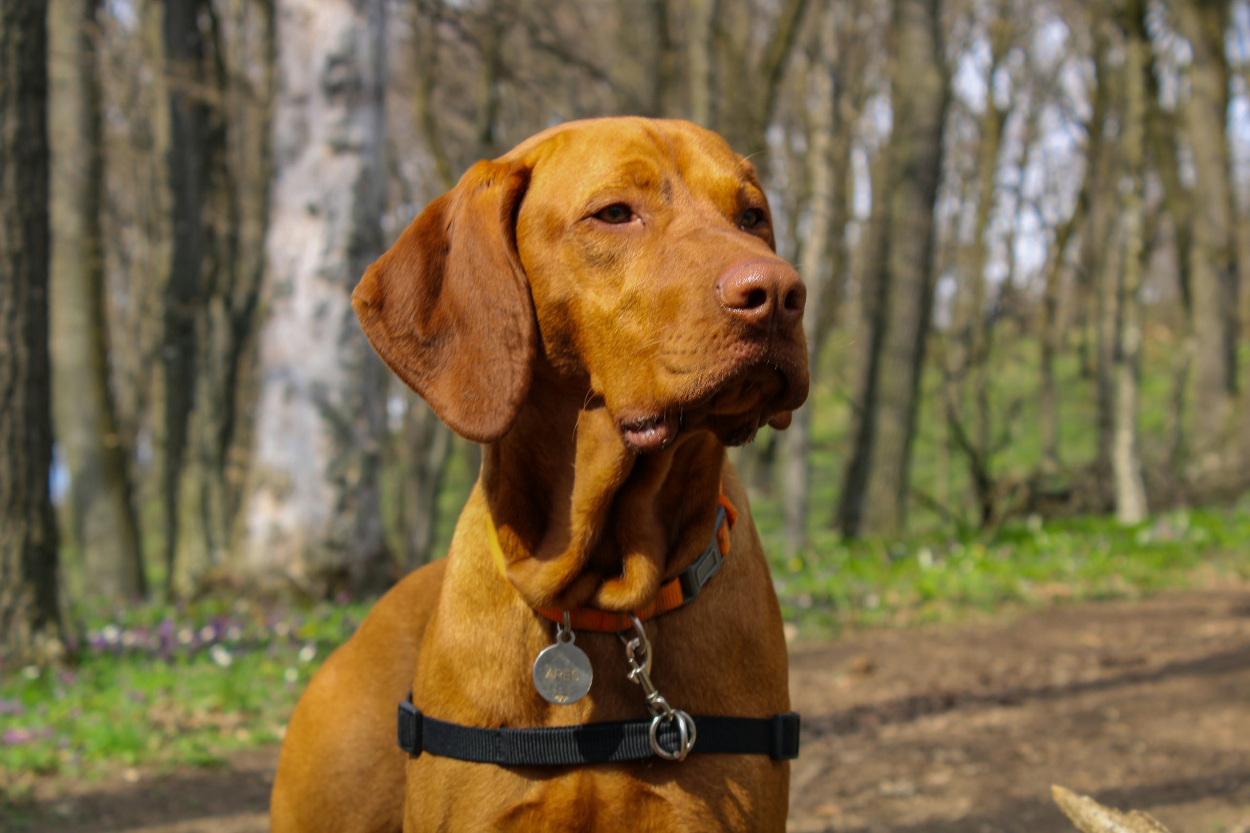 Online Vet Coral Springs FL