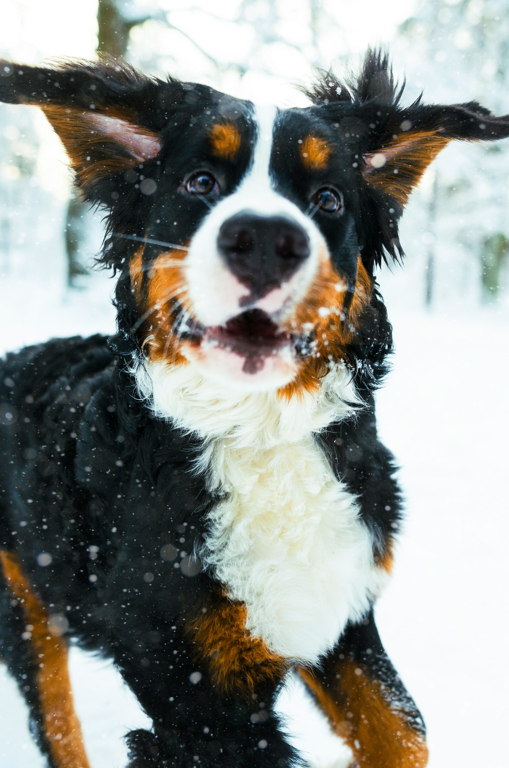 Online Vet Elizabeth NJ