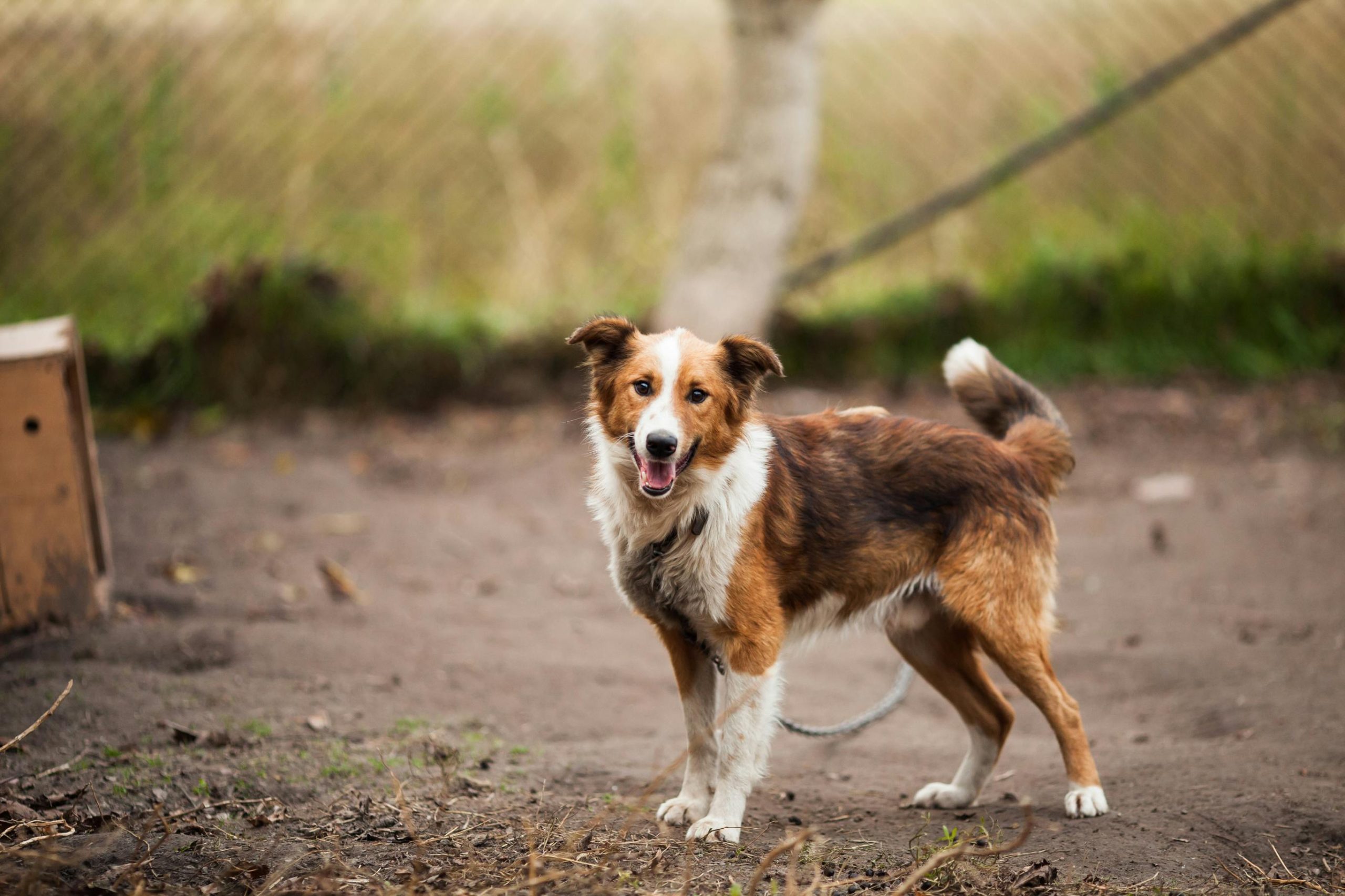 Online Vet Fairfield CA
