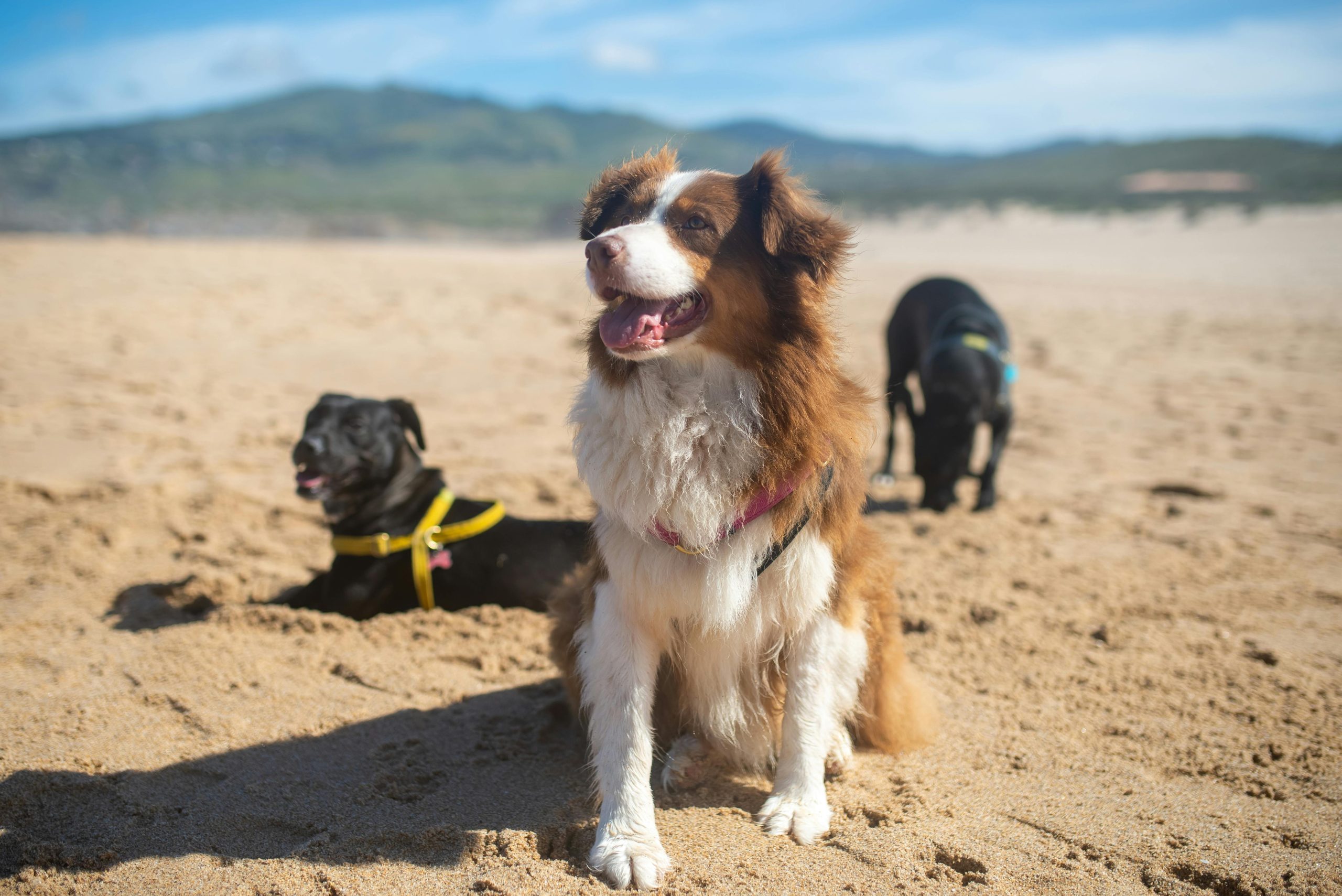 Online Vet Fairfield CA