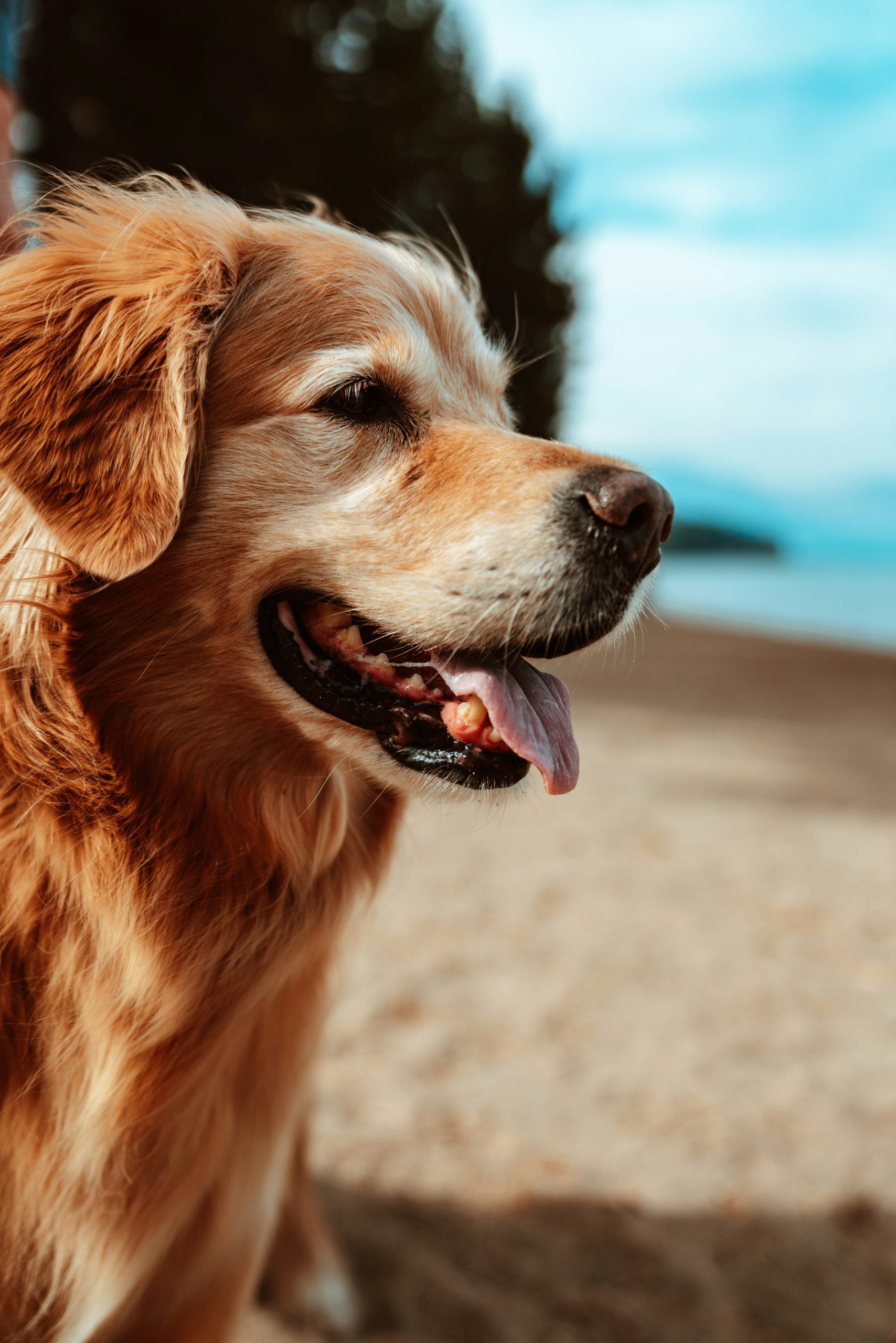 Online Vet Fairfield CA