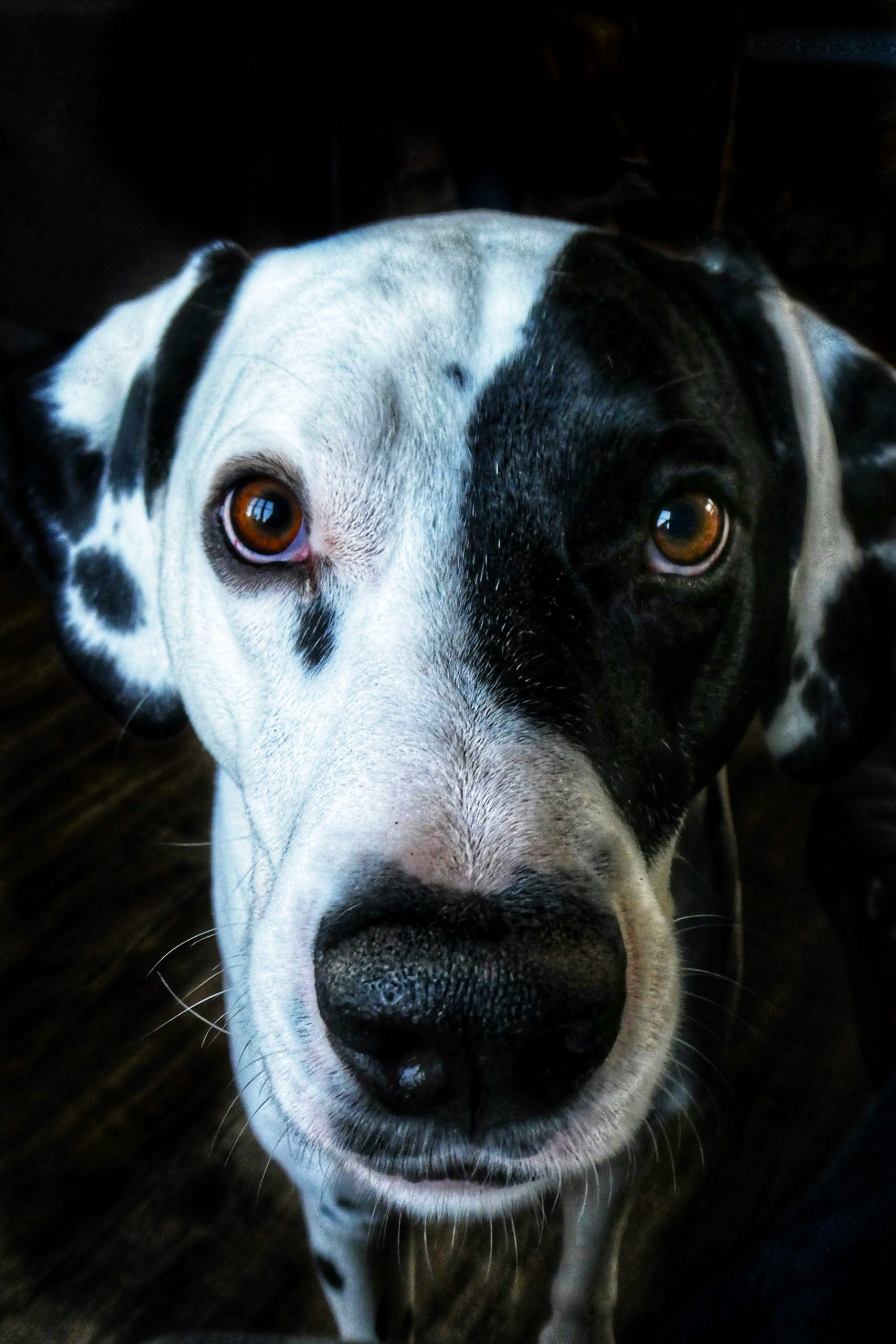 Online Vet Fargo ND