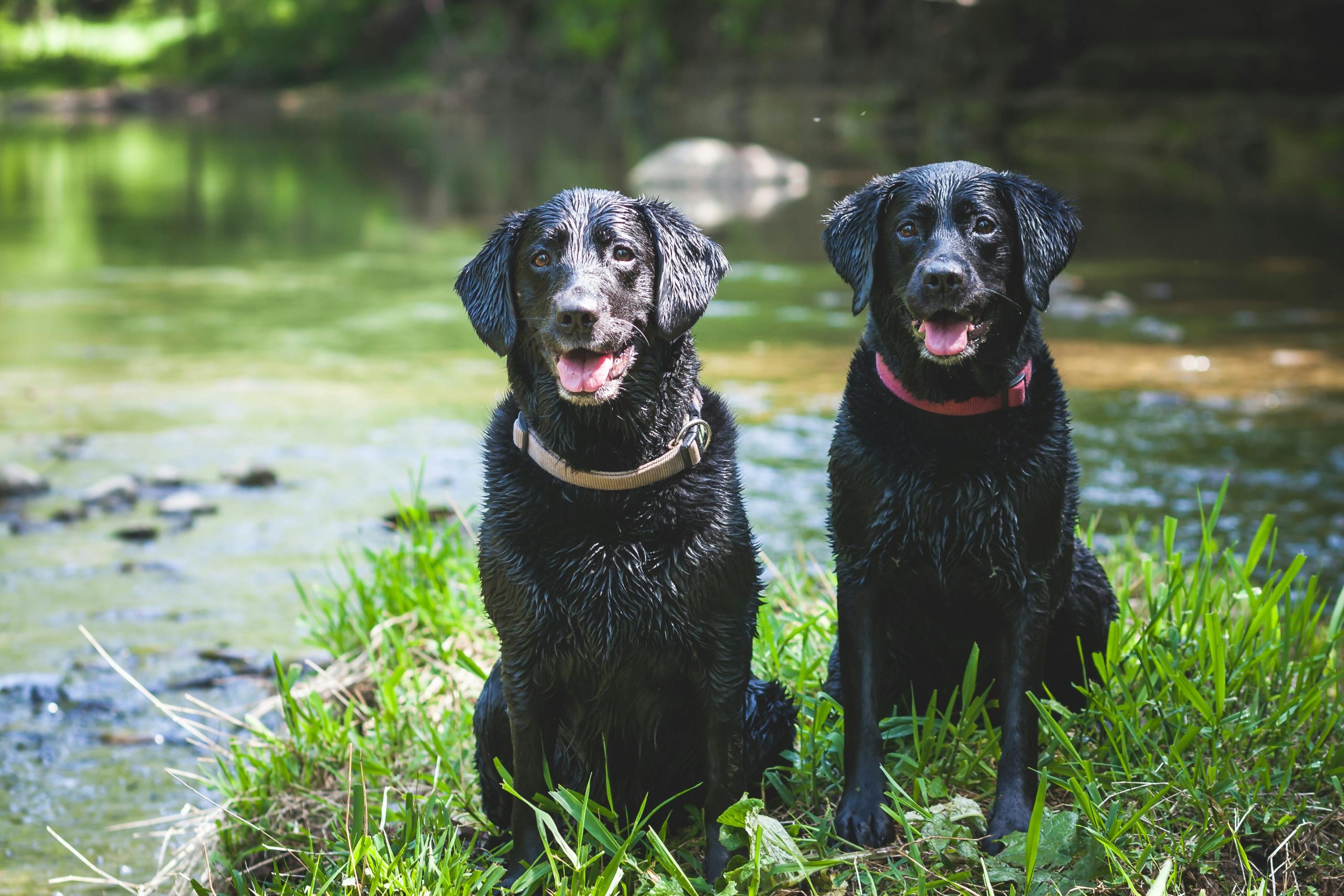 Online Vet Fargo ND