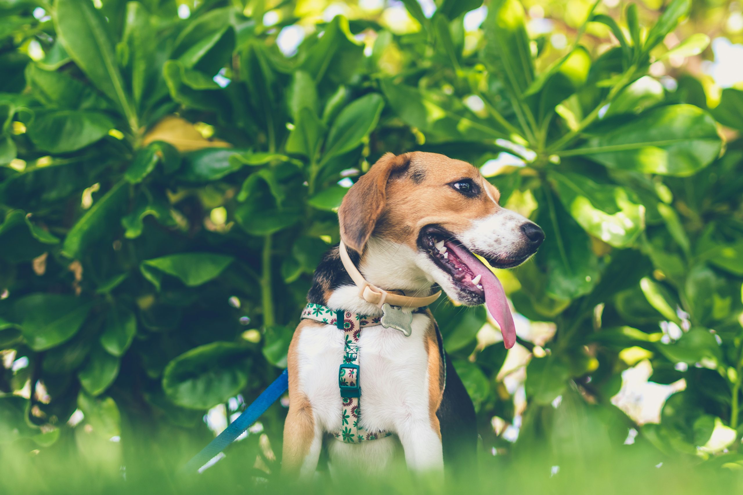Online Vet Independence MO