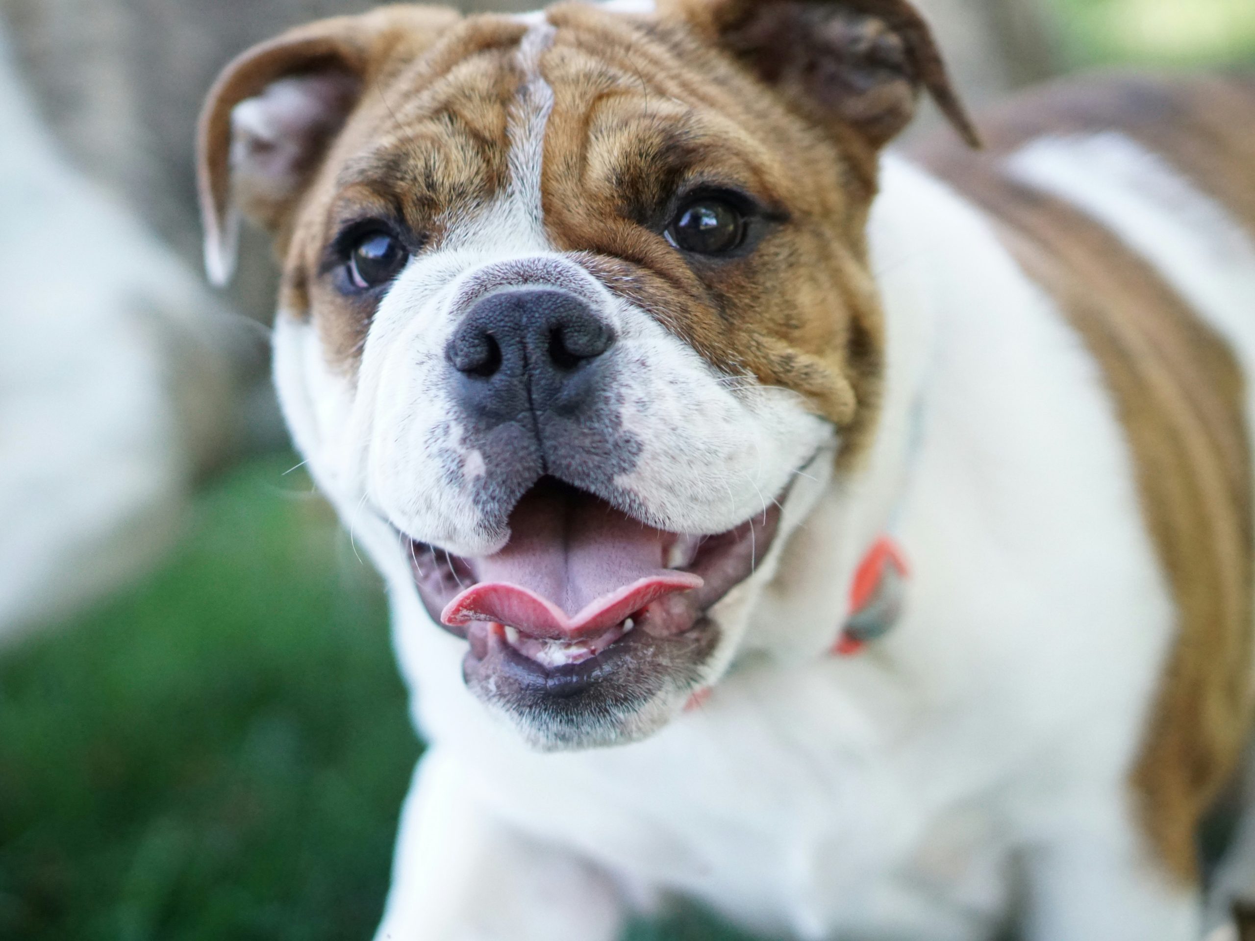 Online Vet Independence MO