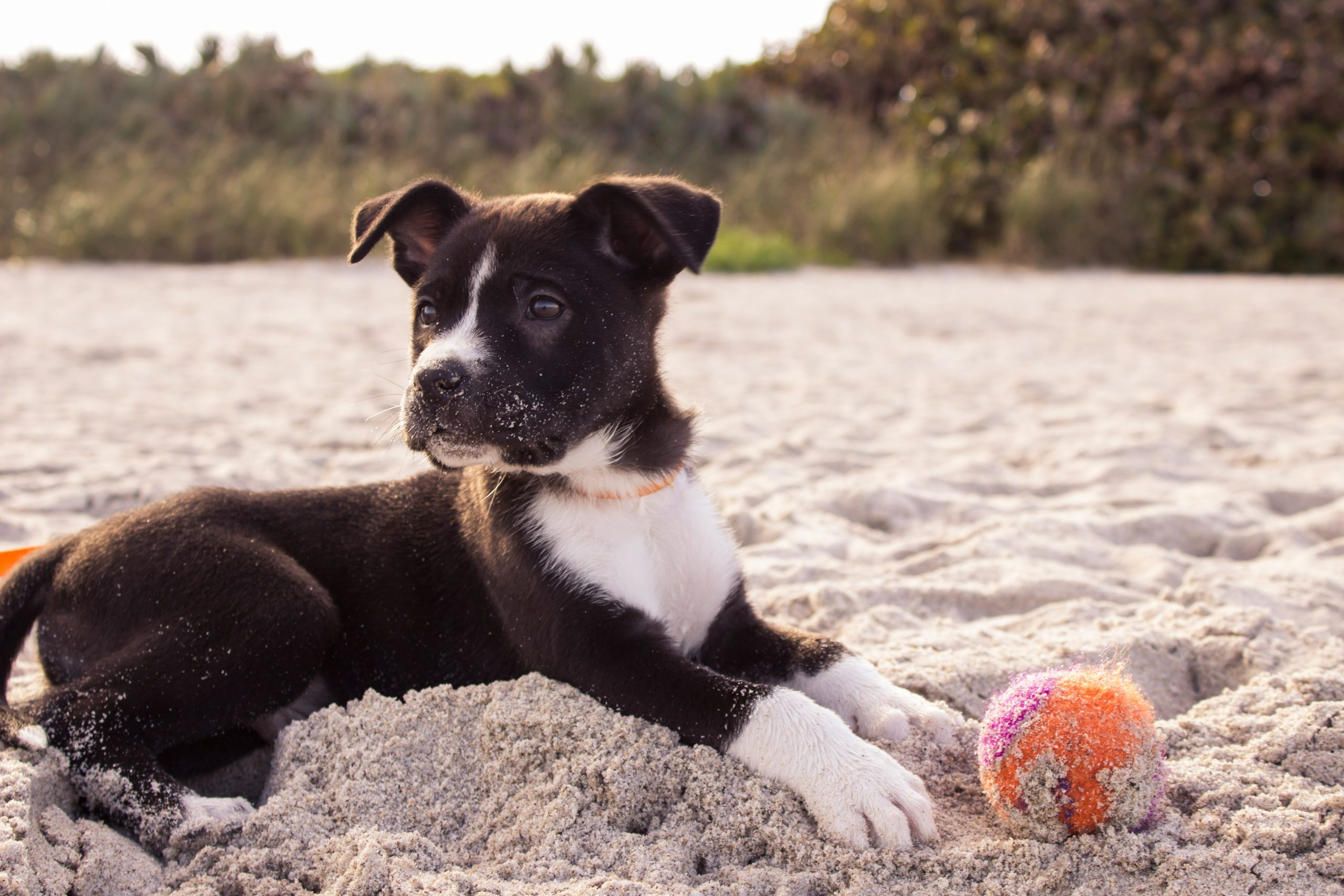 Online Vet Kent WA